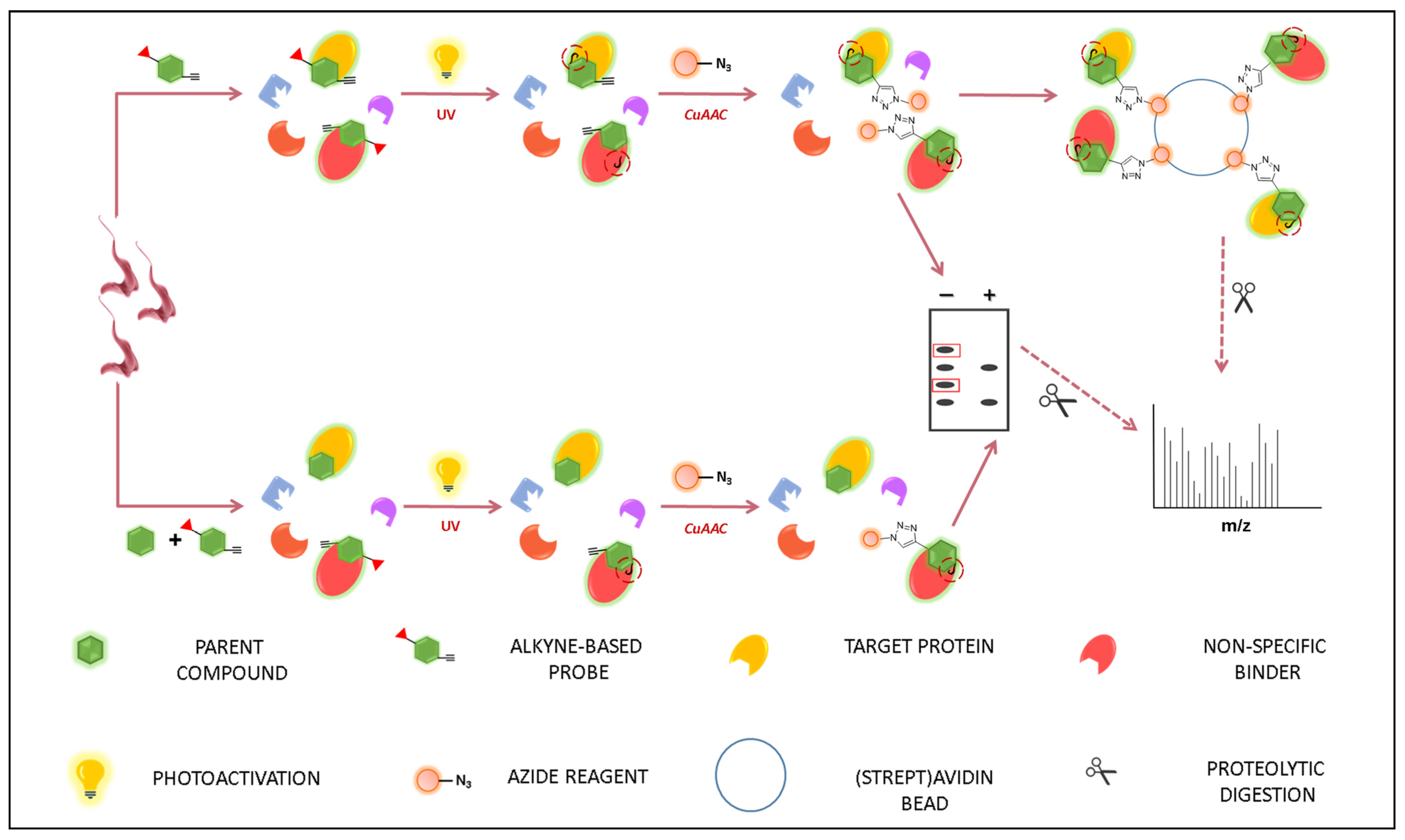 Pharmaceuticals 18 00028 g002 Pharmaceuticals 18 00028 g002