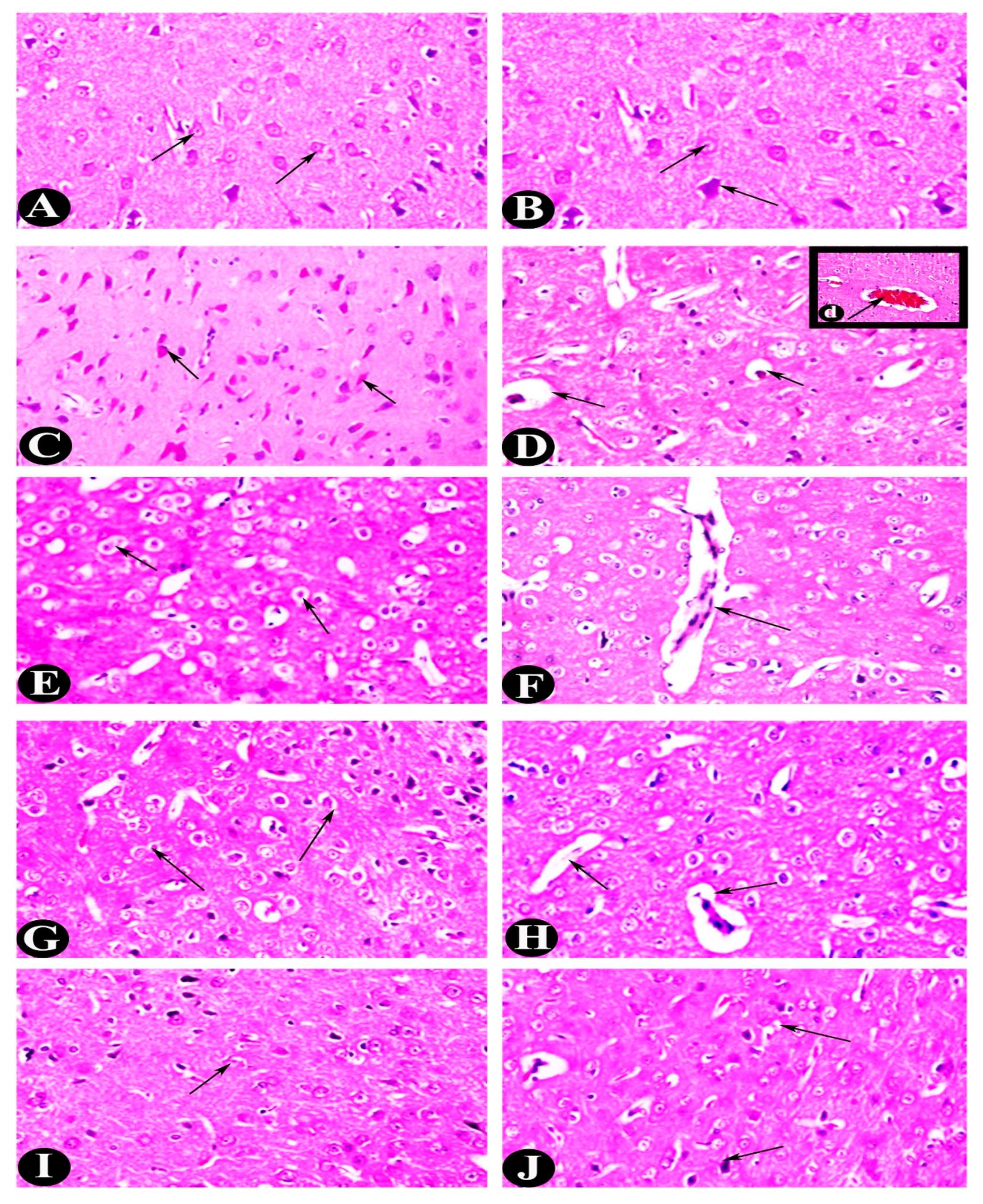 Pharmaceuticals 18 00035 g004