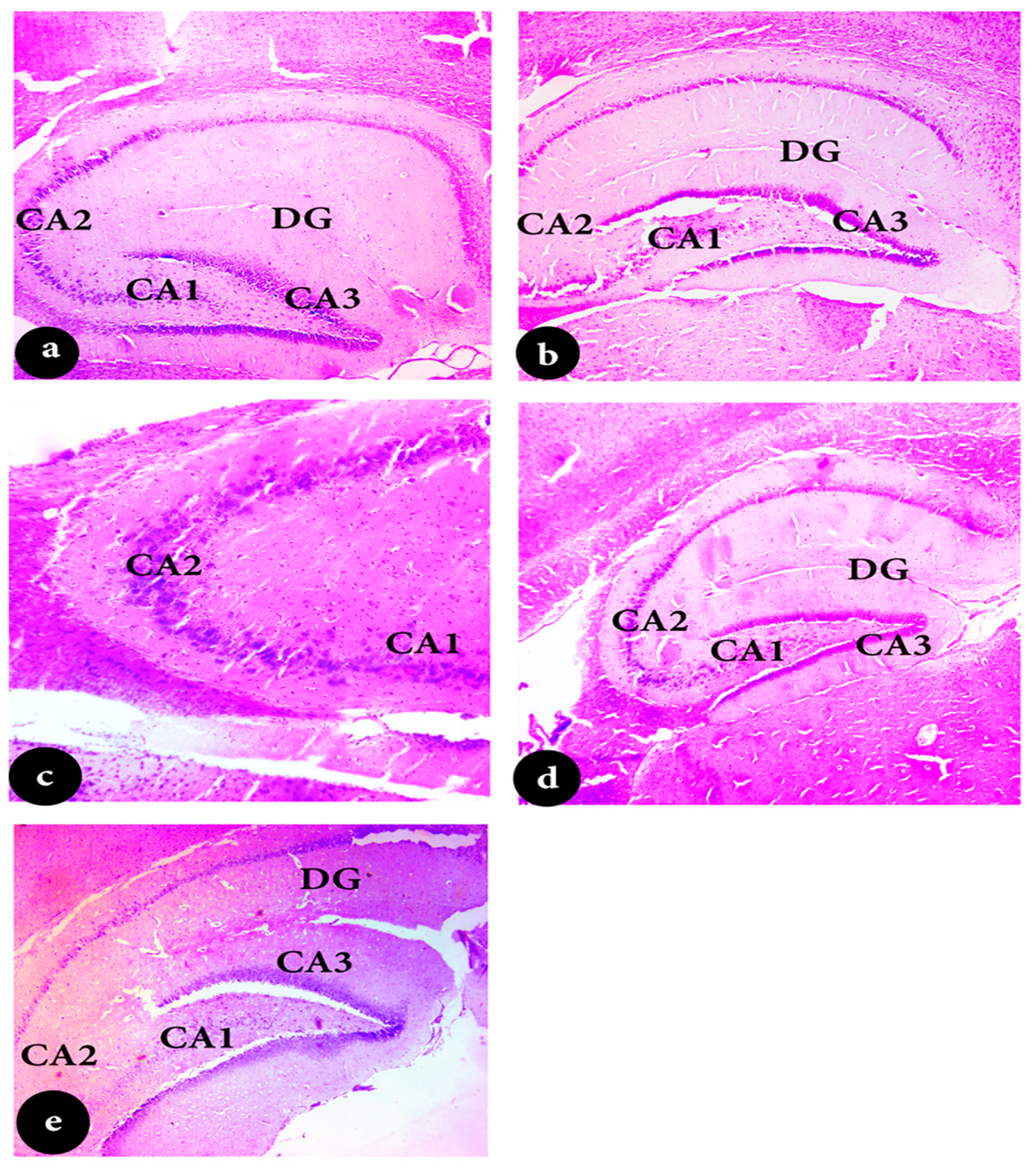 Pharmaceuticals 18 00035 g005