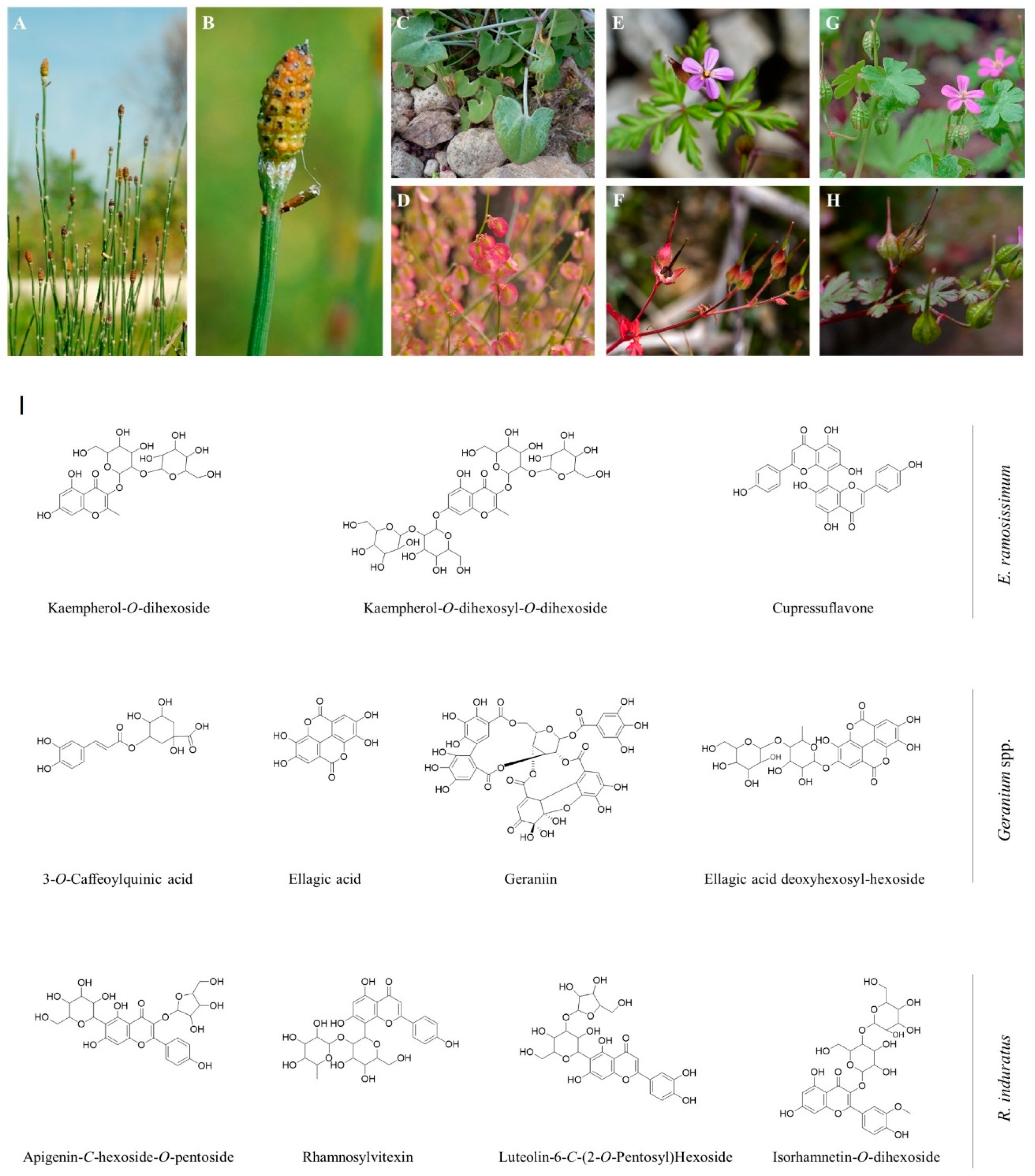 Pharmaceuticals 18 00039 g001