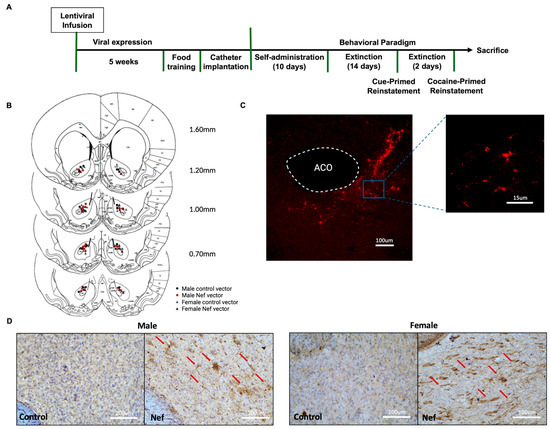 Astrocytic HIV-1 Nef Expression Decreases Glutamate