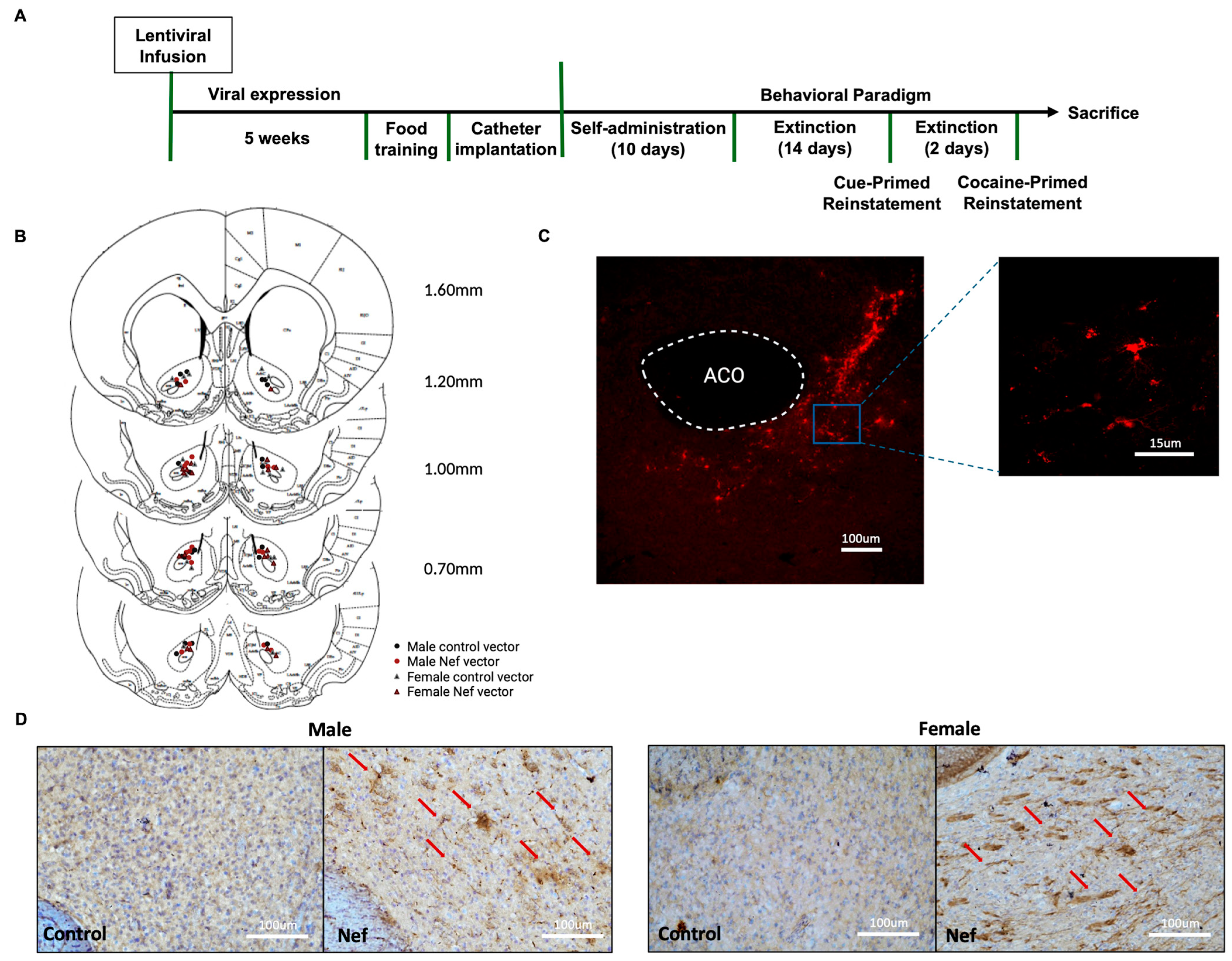 Pharmaceuticals 18 00040 g004