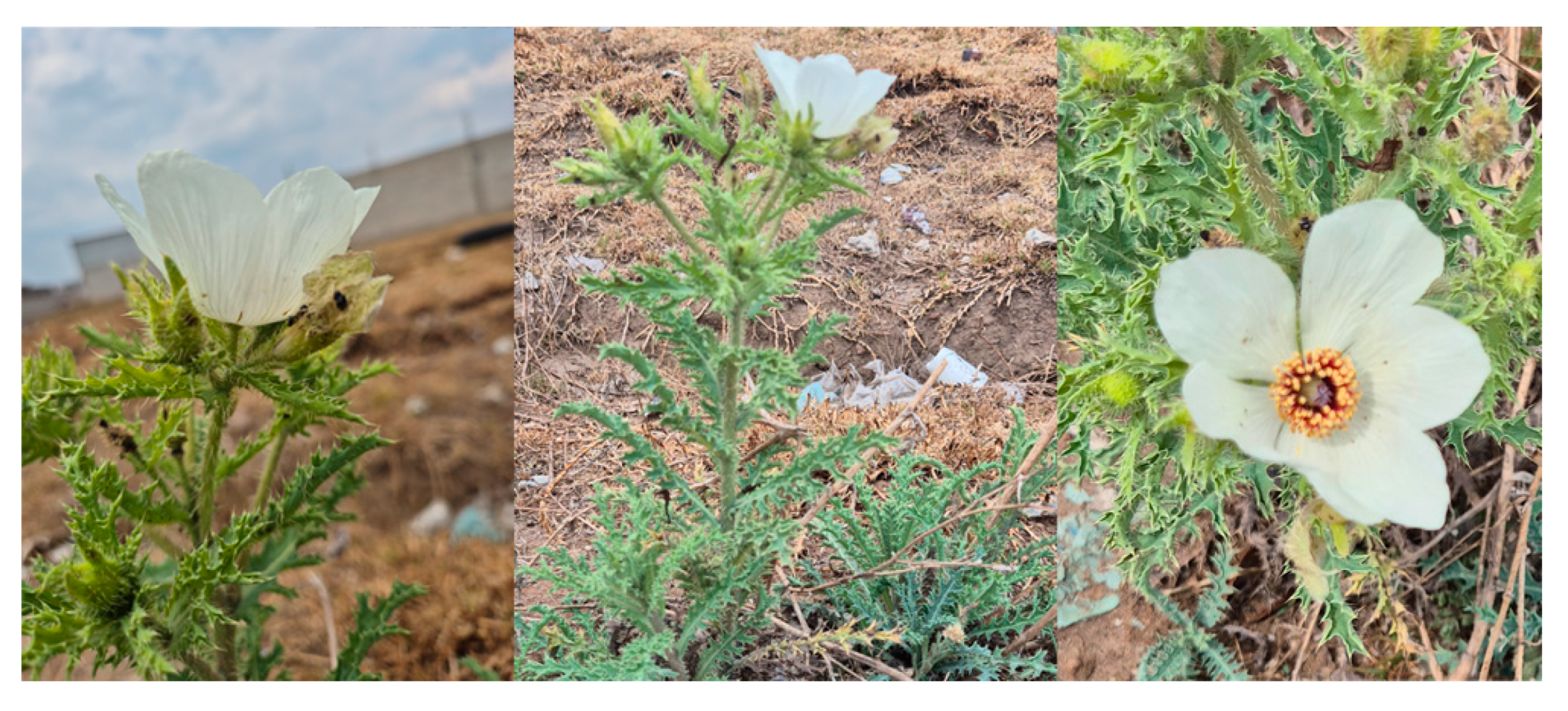 Pharmaceuticals 18 00049 g006 Pharmaceuticals 18 00049 g006