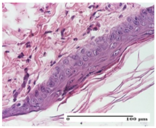 Pharmaceuticals 18 00065 i001 Pharmaceuticals 18 00065 i001