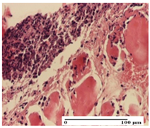 Pharmaceuticals 18 00065 i005 Pharmaceuticals 18 00065 i005