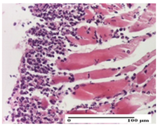 Pharmaceuticals 18 00065 i010 Pharmaceuticals 18 00065 i010