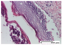 Pharmaceuticals 18 00065 i022 Pharmaceuticals 18 00065 i022