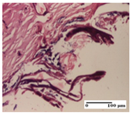 Pharmaceuticals 18 00065 i024 Pharmaceuticals 18 00065 i024