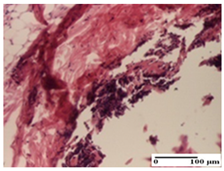 Pharmaceuticals 18 00065 i027 Pharmaceuticals 18 00065 i027