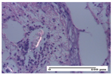 Pharmaceuticals 18 00065 i029 Pharmaceuticals 18 00065 i029