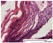 Pharmaceuticals 18 00065 i037 Pharmaceuticals 18 00065 i037