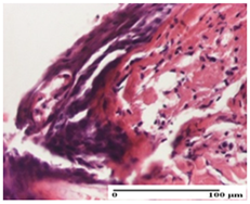 Pharmaceuticals 18 00065 i038 Pharmaceuticals 18 00065 i038