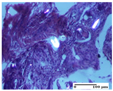 Pharmaceuticals 18 00065 i043 Pharmaceuticals 18 00065 i043