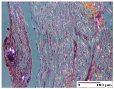 Pharmaceuticals 18 00065 i050 Pharmaceuticals 18 00065 i050