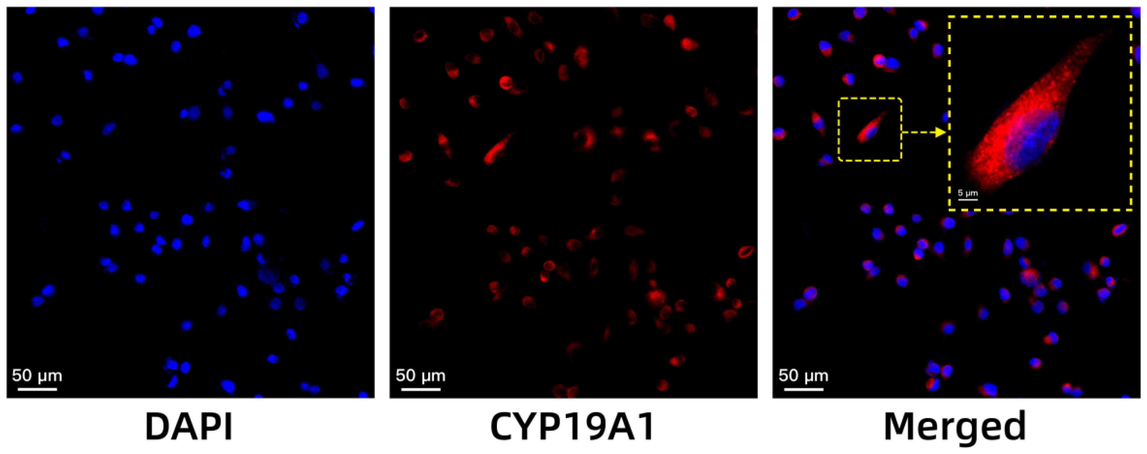 Pharmaceuticals 18 00066 g004