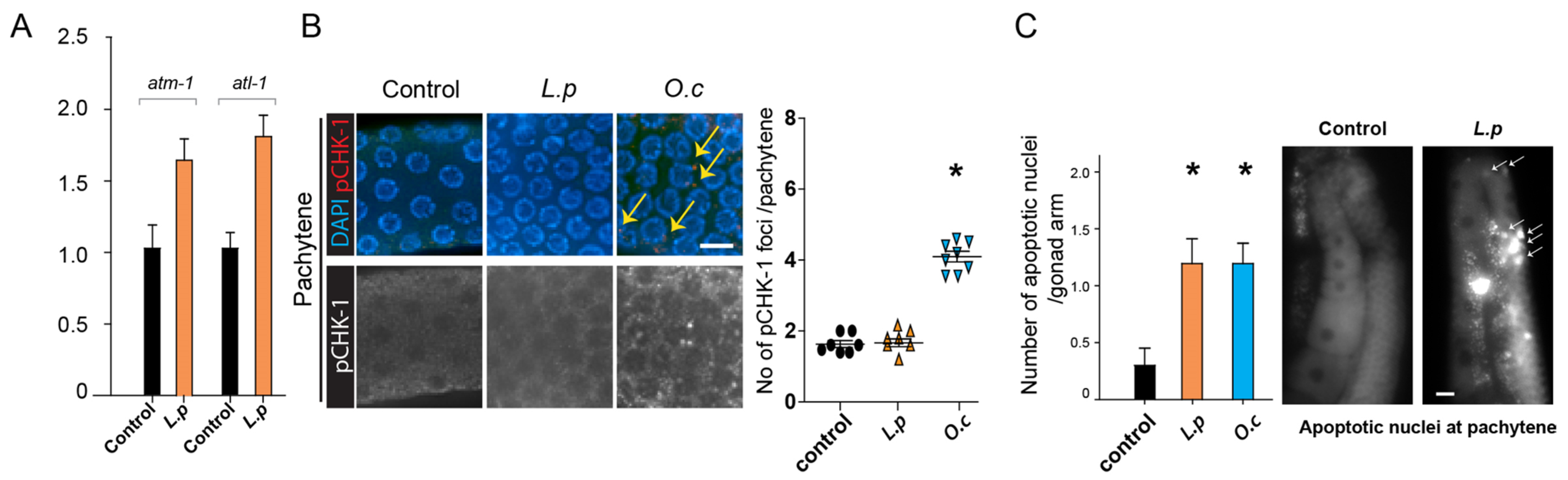 Pharmaceuticals 18 00089 g003 Pharmaceuticals 18 00089 g003