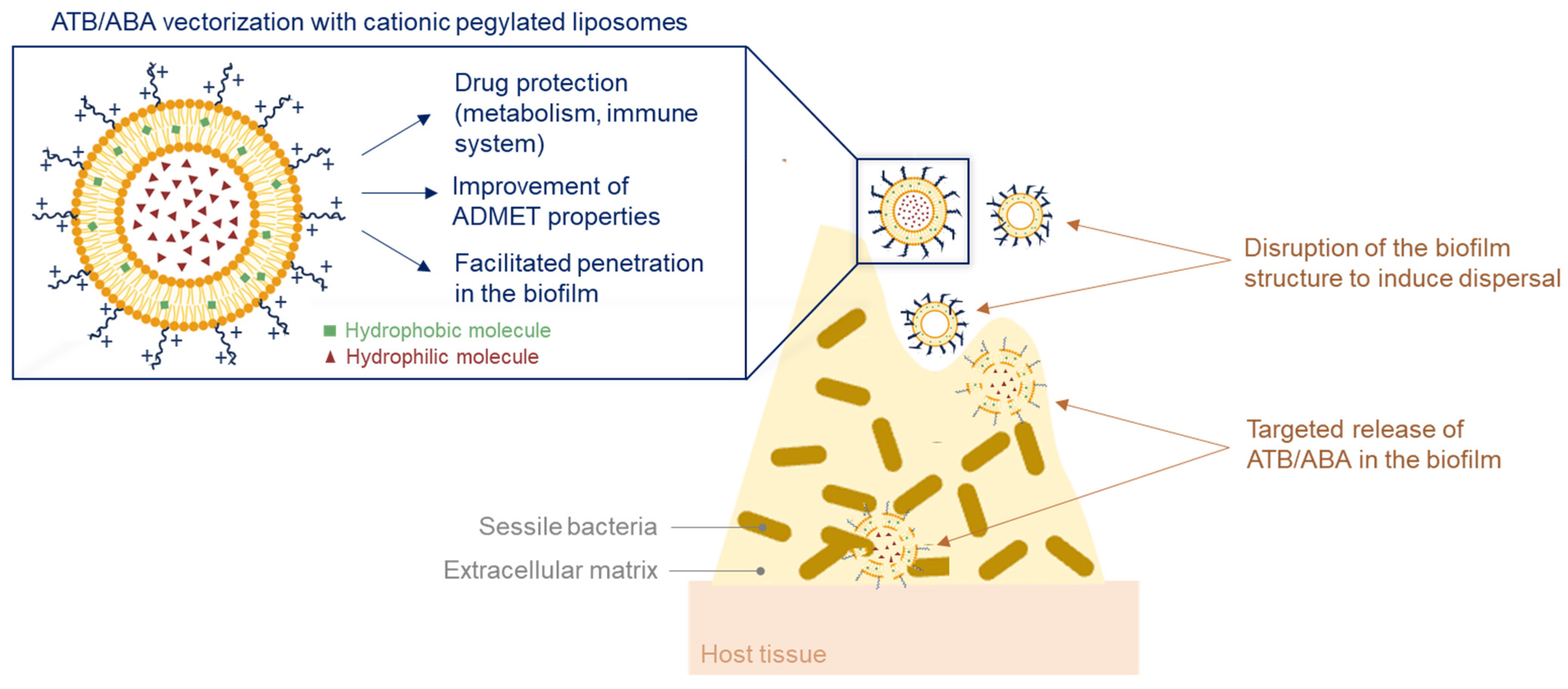Pharmaceuticals 18 00092 g016