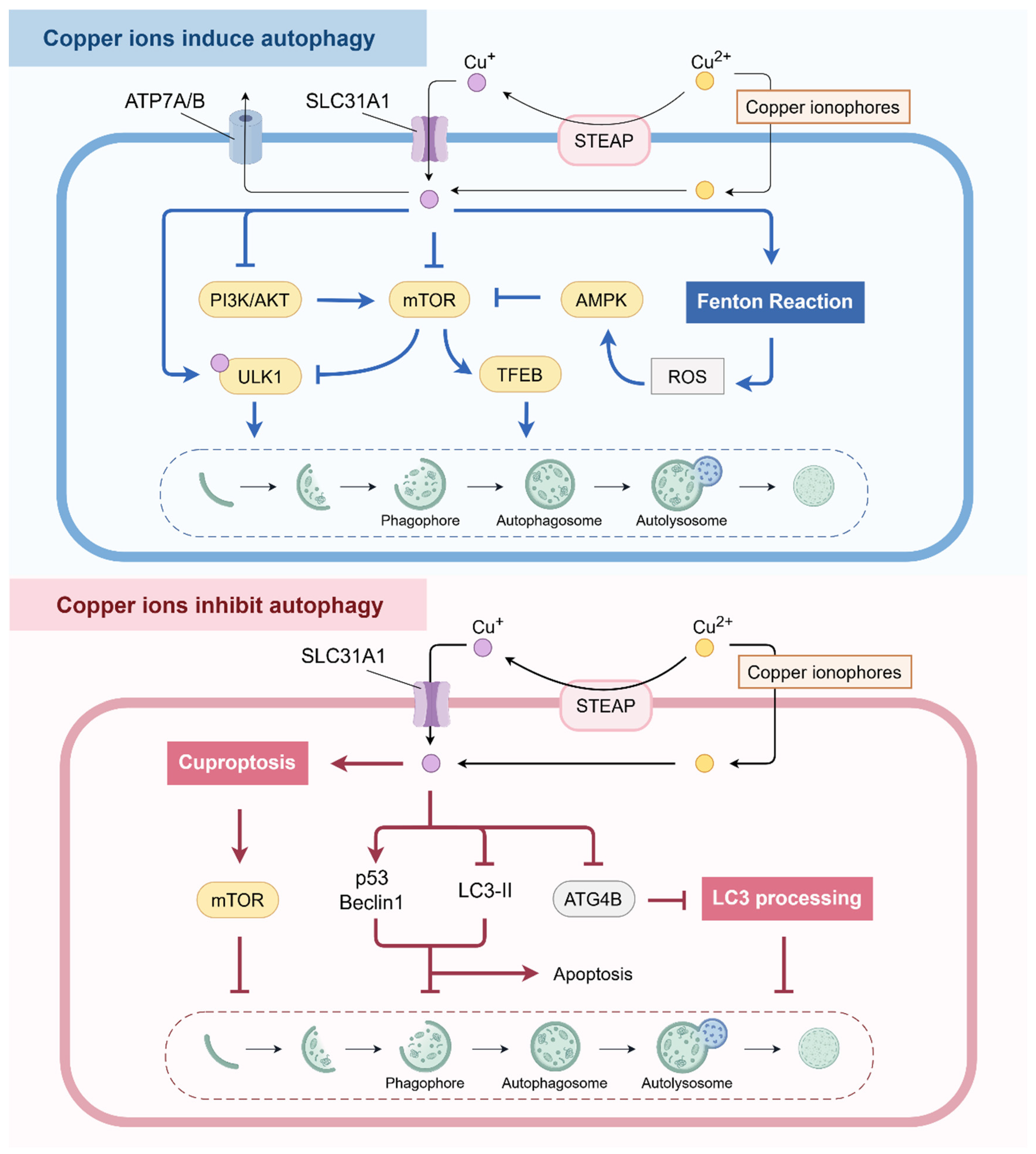 Pharmaceuticals 18 00099 g001