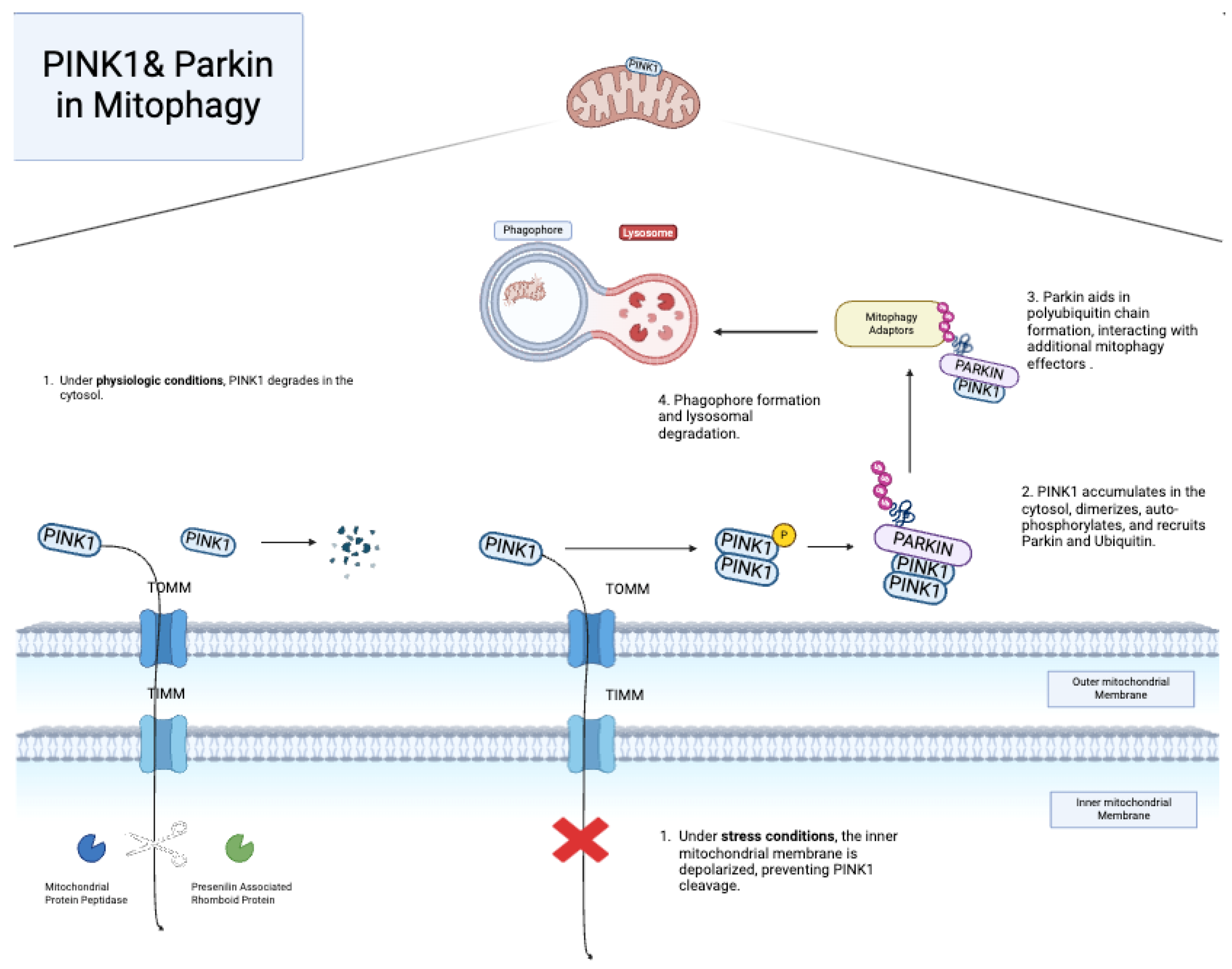 Pharmaceuticals 18 00112 g004