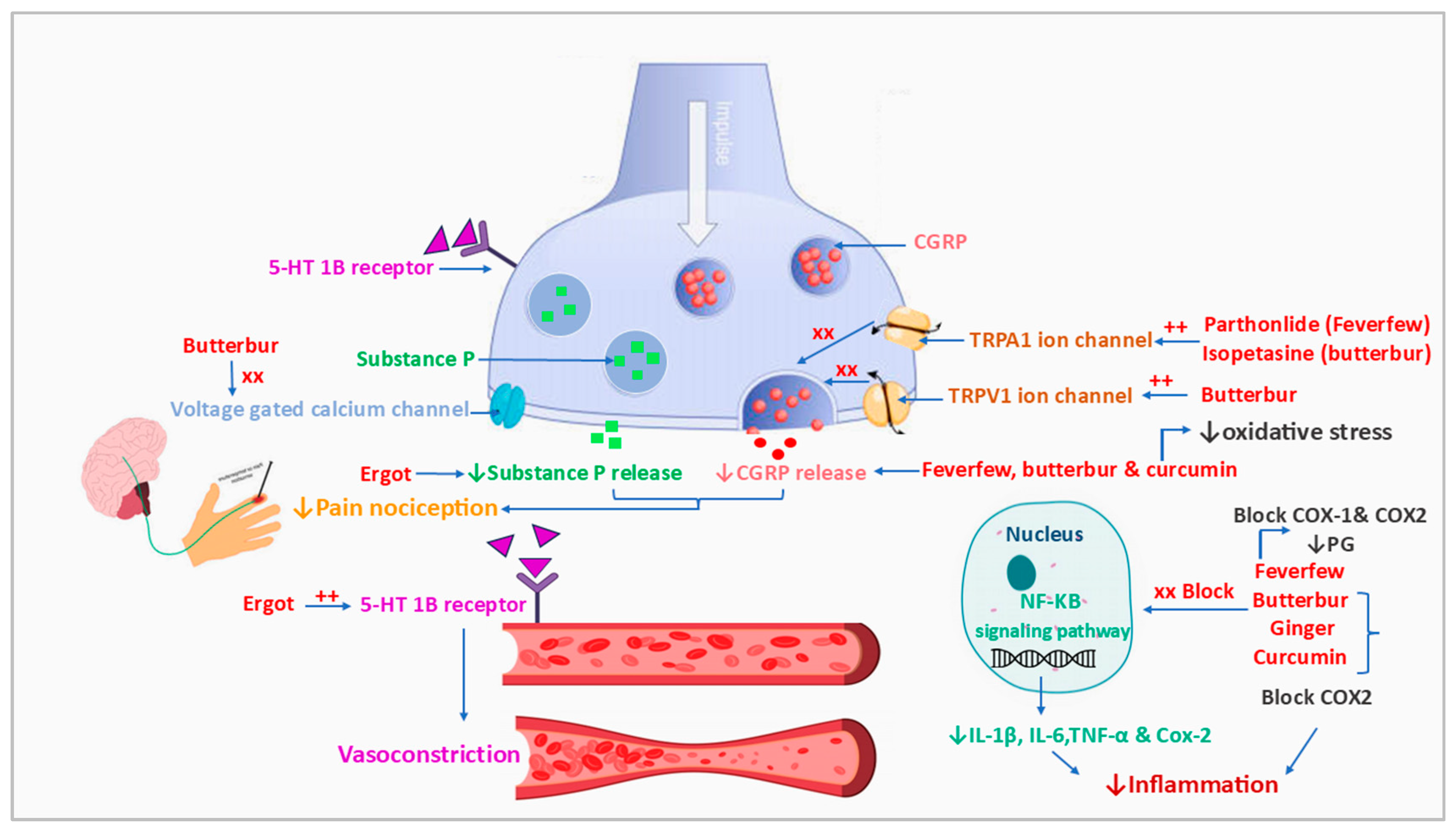 Pharmaceuticals 18 00139 g005 Pharmaceuticals 18 00139 g005
