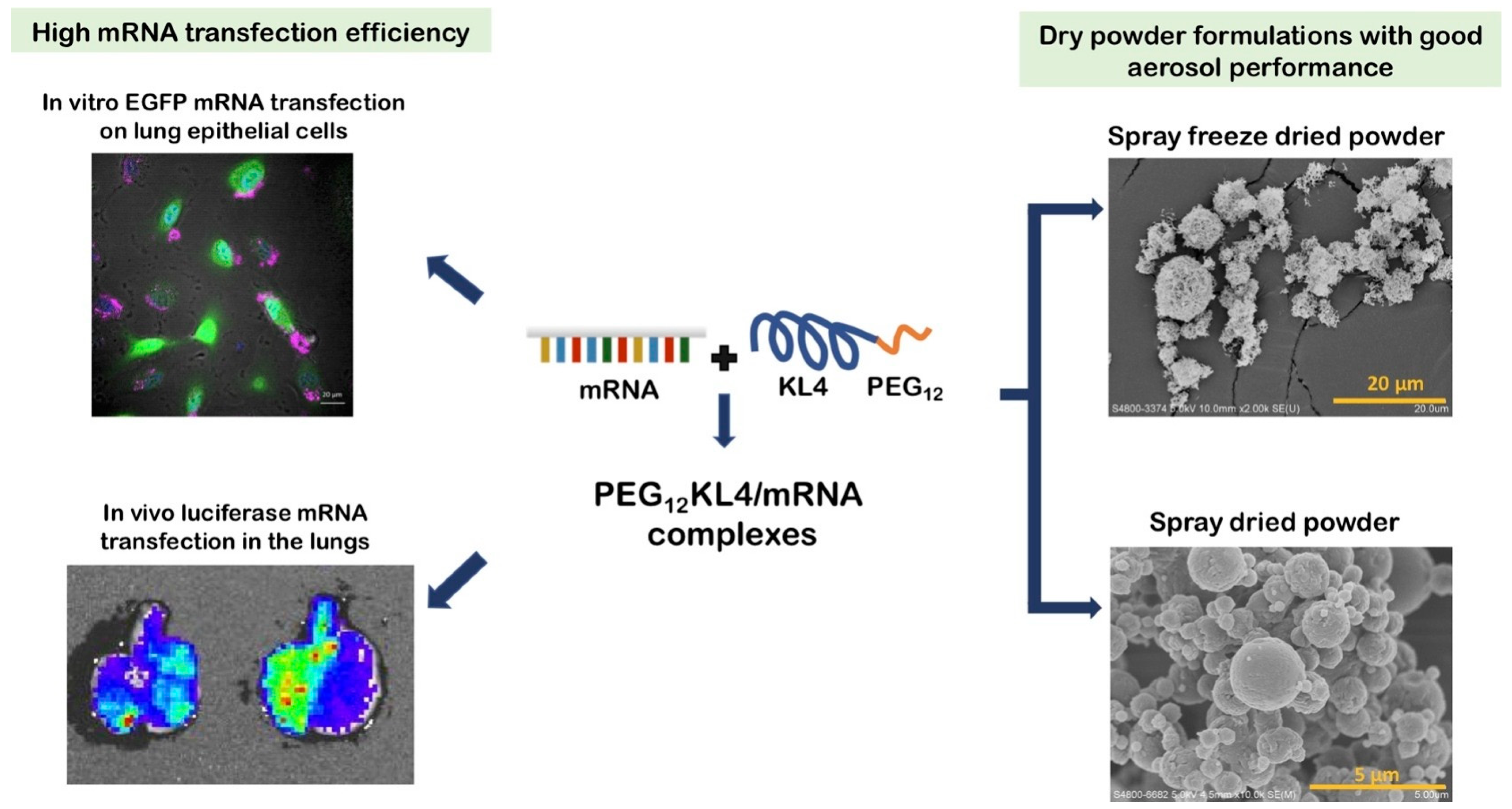 Pharmaceuticals 18 00175 g001 Pharmaceuticals 18 00175 g001