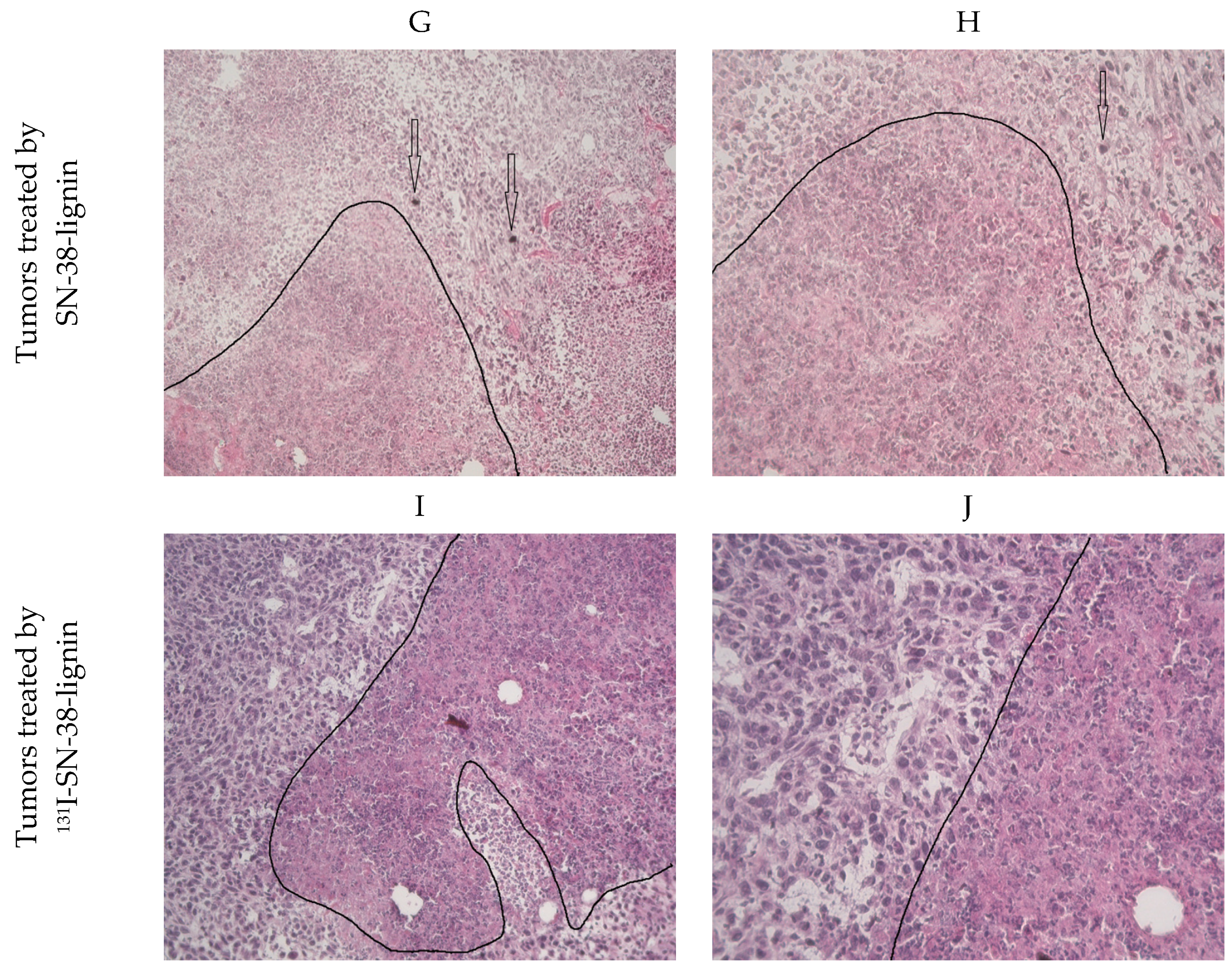 Pharmaceuticals 18 00177 g005b