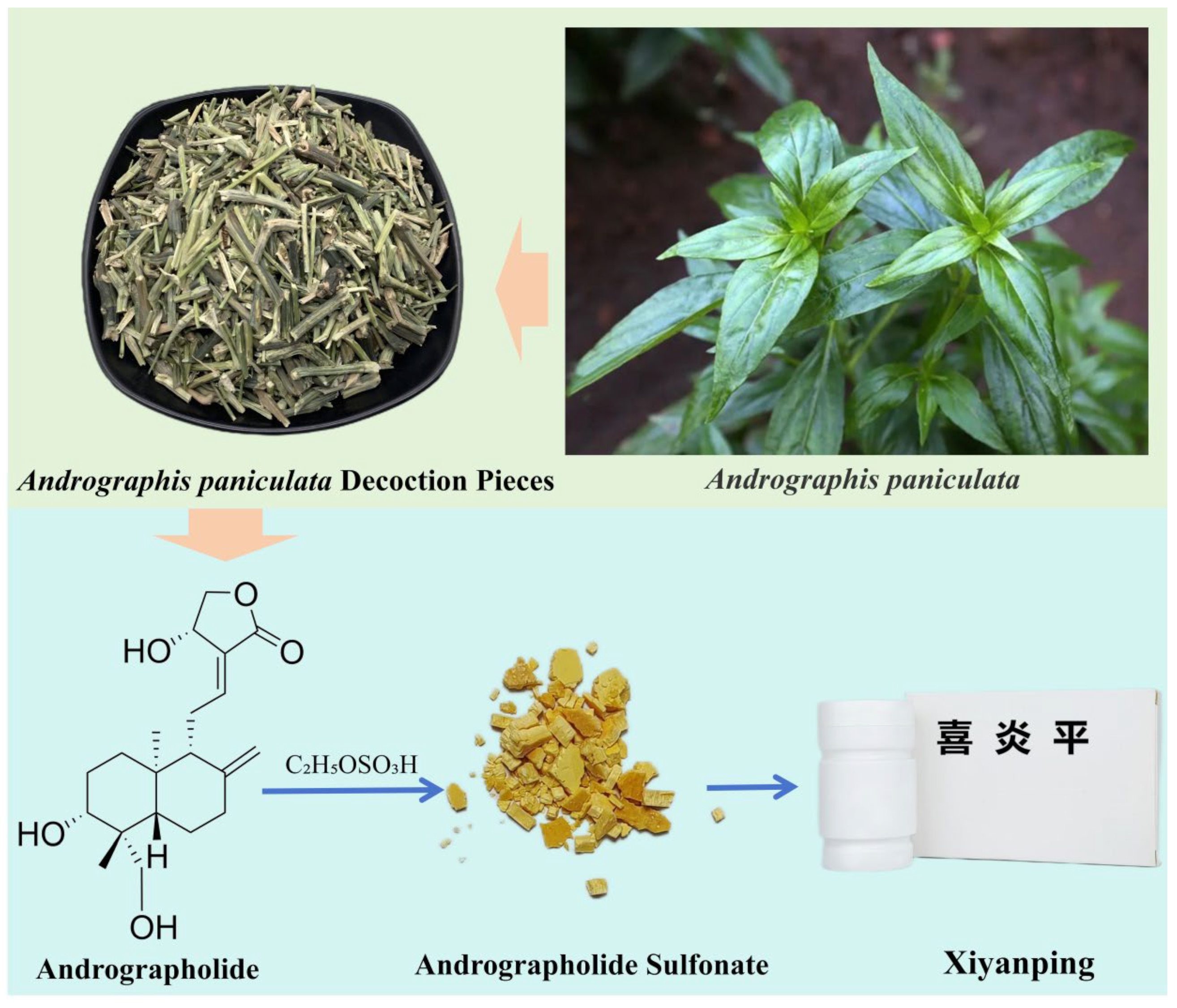 Andrographolide Sulfonates and Xiyanping: A Review of Chemical Composition, Pharmacological Activities, Clinical Applications, and Adverse Reactions Andrographolide Sulfonates and Xiyanping: A Review of Chemical Composition, Pharmacological Activities, Clinical Applications, and Adverse Reactions
