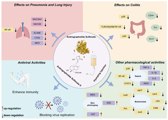 Andrographolide Sulfonates and Xiyanping: A Review of Chemical Composition, Pharmacological Activities, Clinical Applications, and Adverse Reactions Andrographolide Sulfonates and Xiyanping: A Review of Chemical Composition, Pharmacological Activities, Clinical Applications, and Adverse Reactions