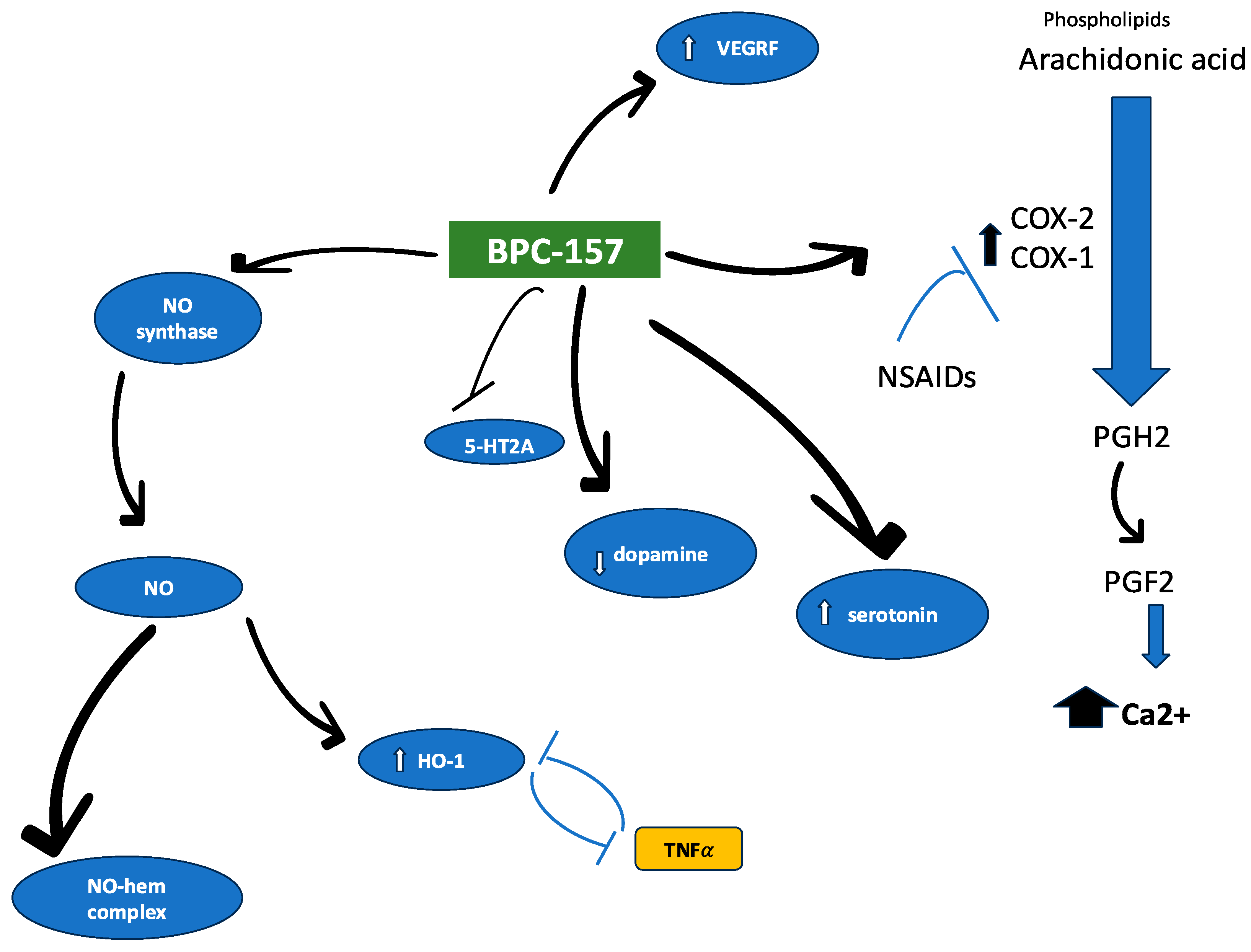 What are Bpc 157 Side Effects: Unveiling the Truth