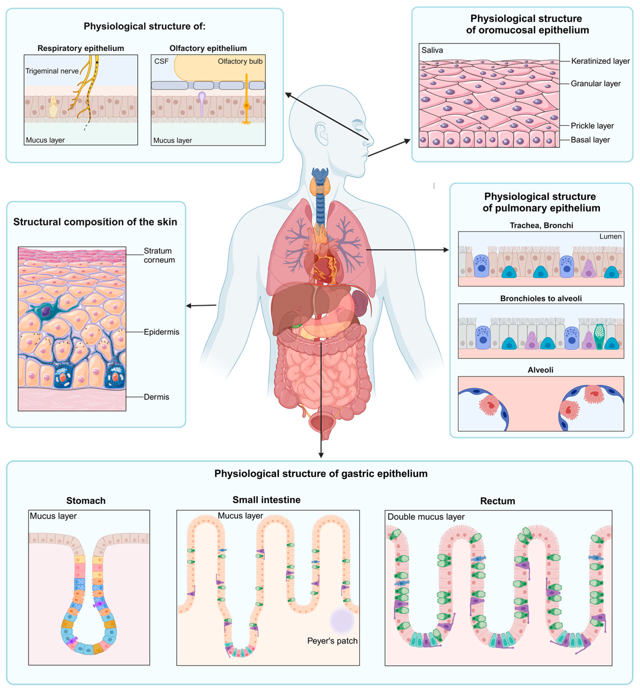 Pharmaceuticals 18 00195 g001