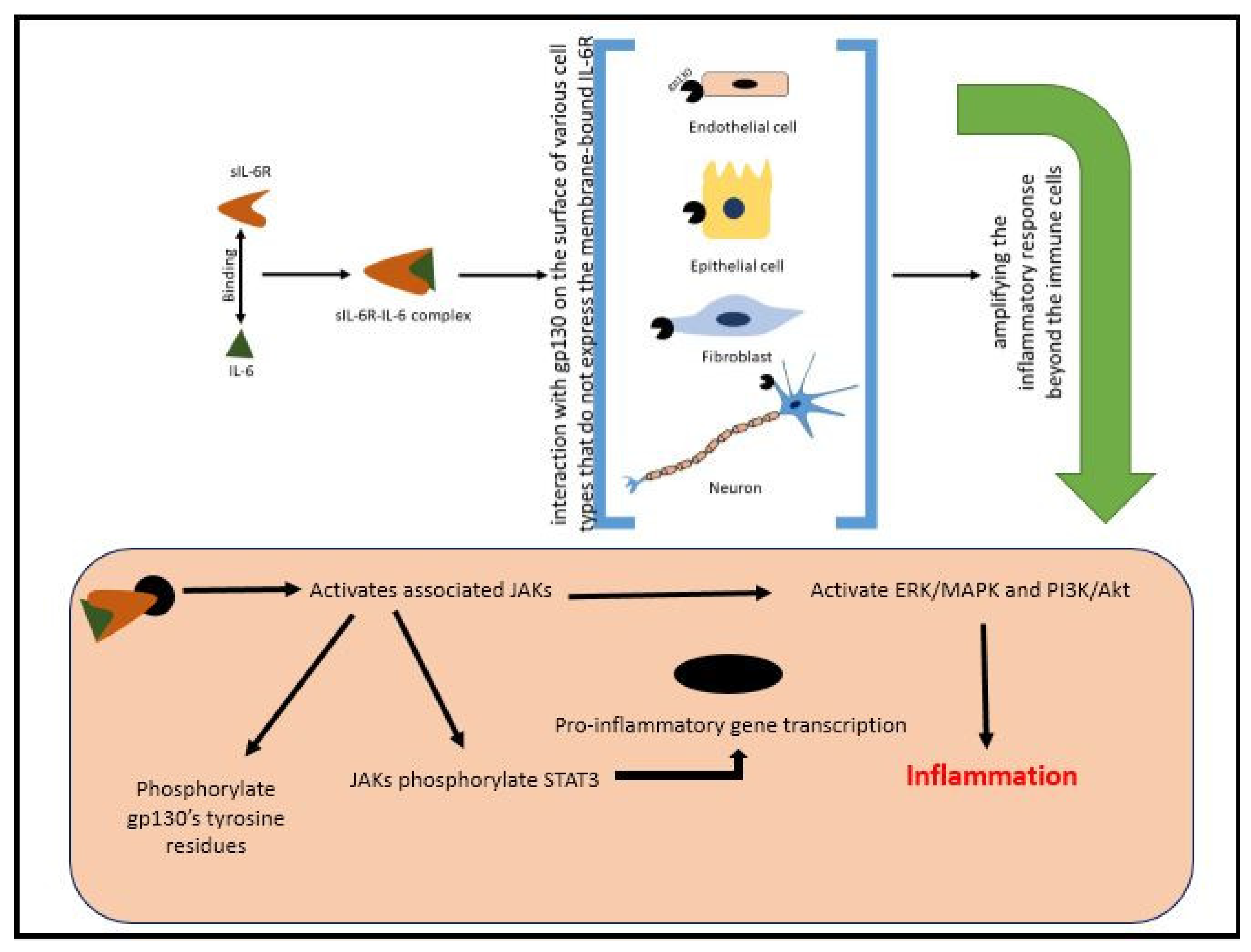 Pharmaceuticals 18 00197 g001