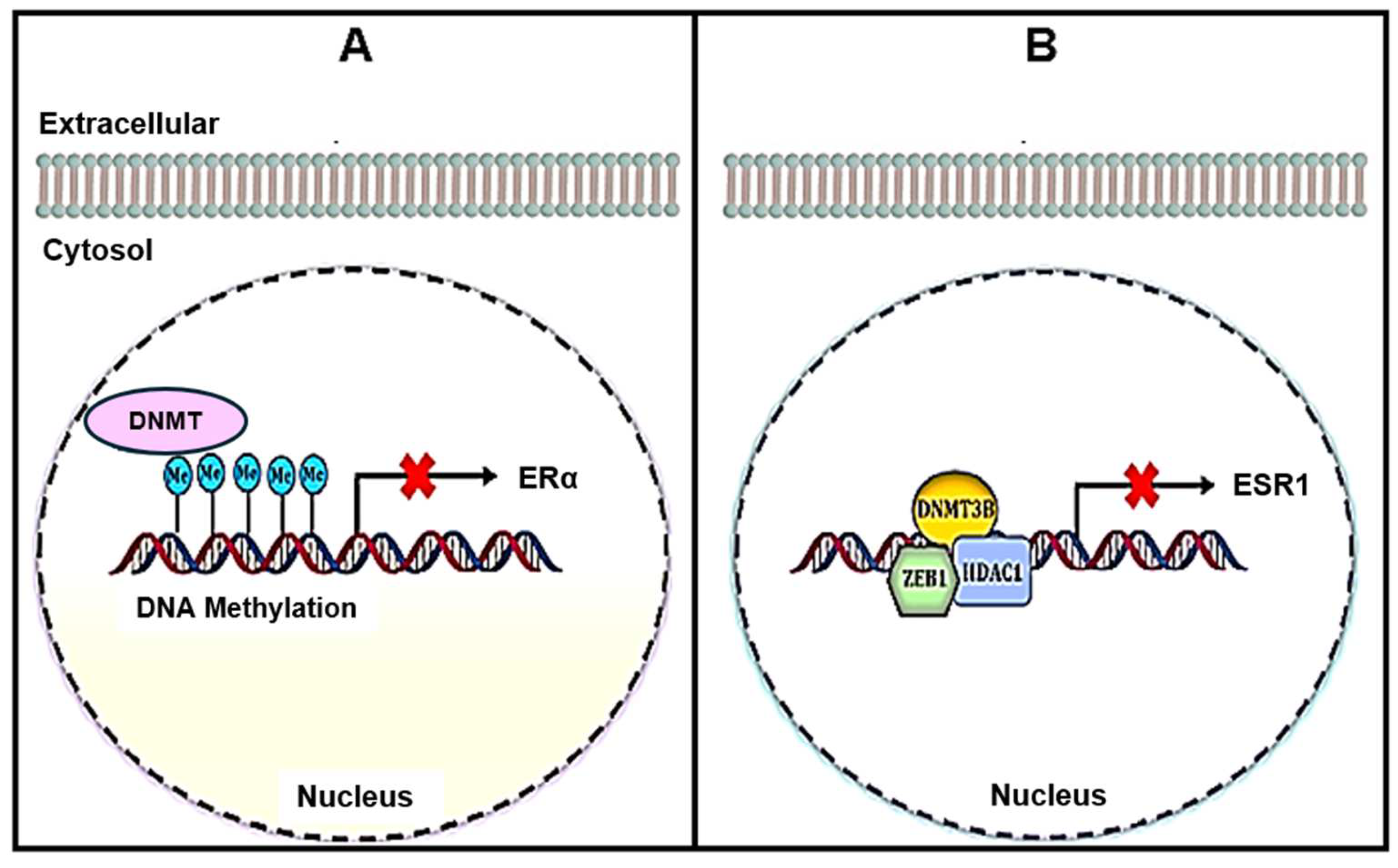 Pharmaceuticals 18 00207 g004