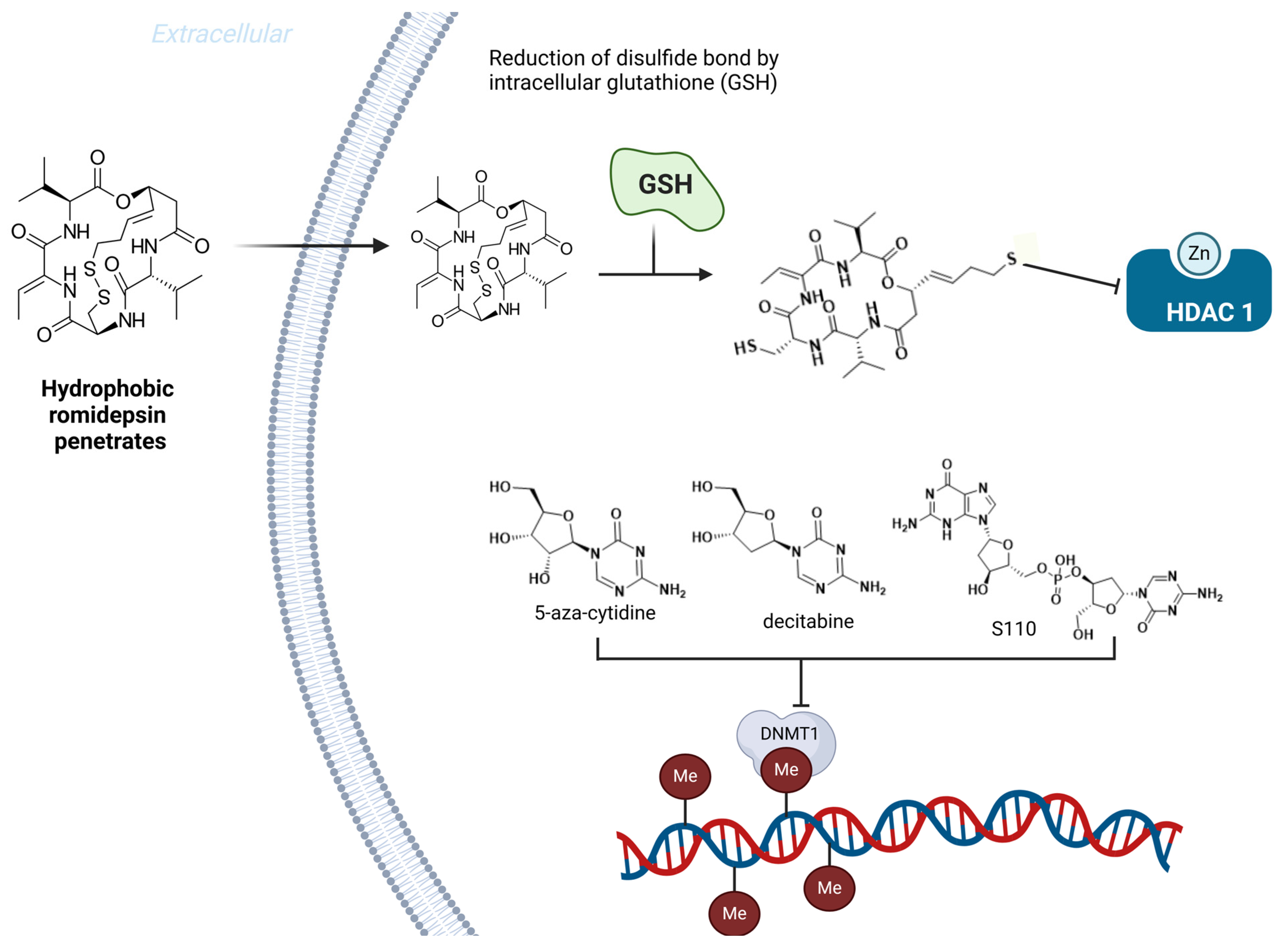 Pharmaceuticals 18 00210 g019 Pharmaceuticals 18 00210 g019