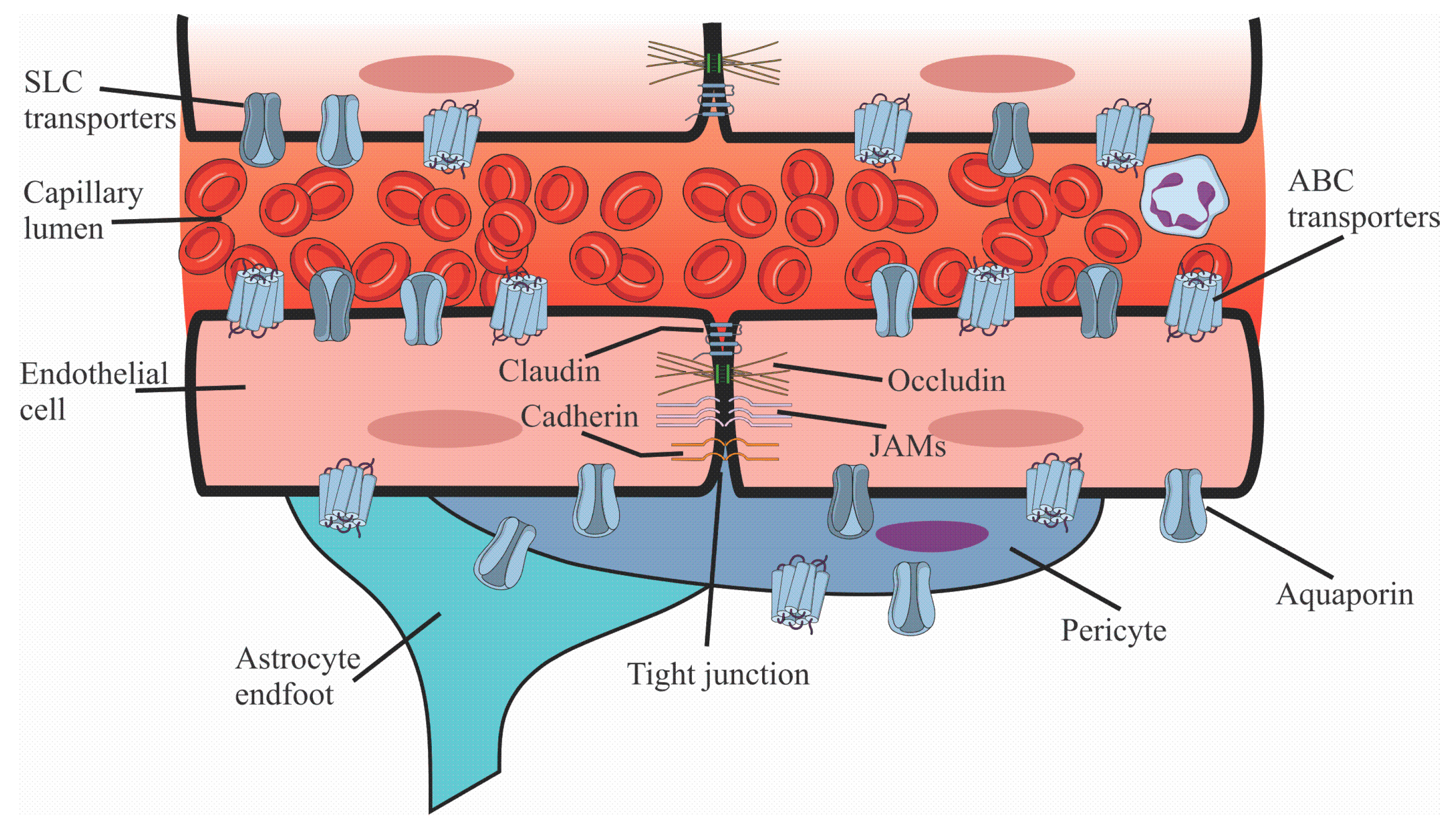 Pharmaceuticals 18 00217 g002 Pharmaceuticals 18 00217 g002