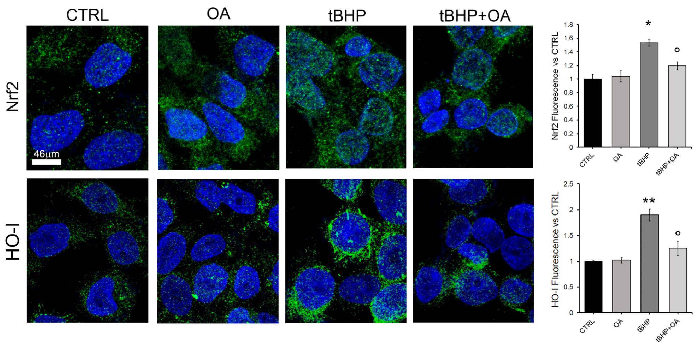 Pharmaceuticals 18 00238 g005
