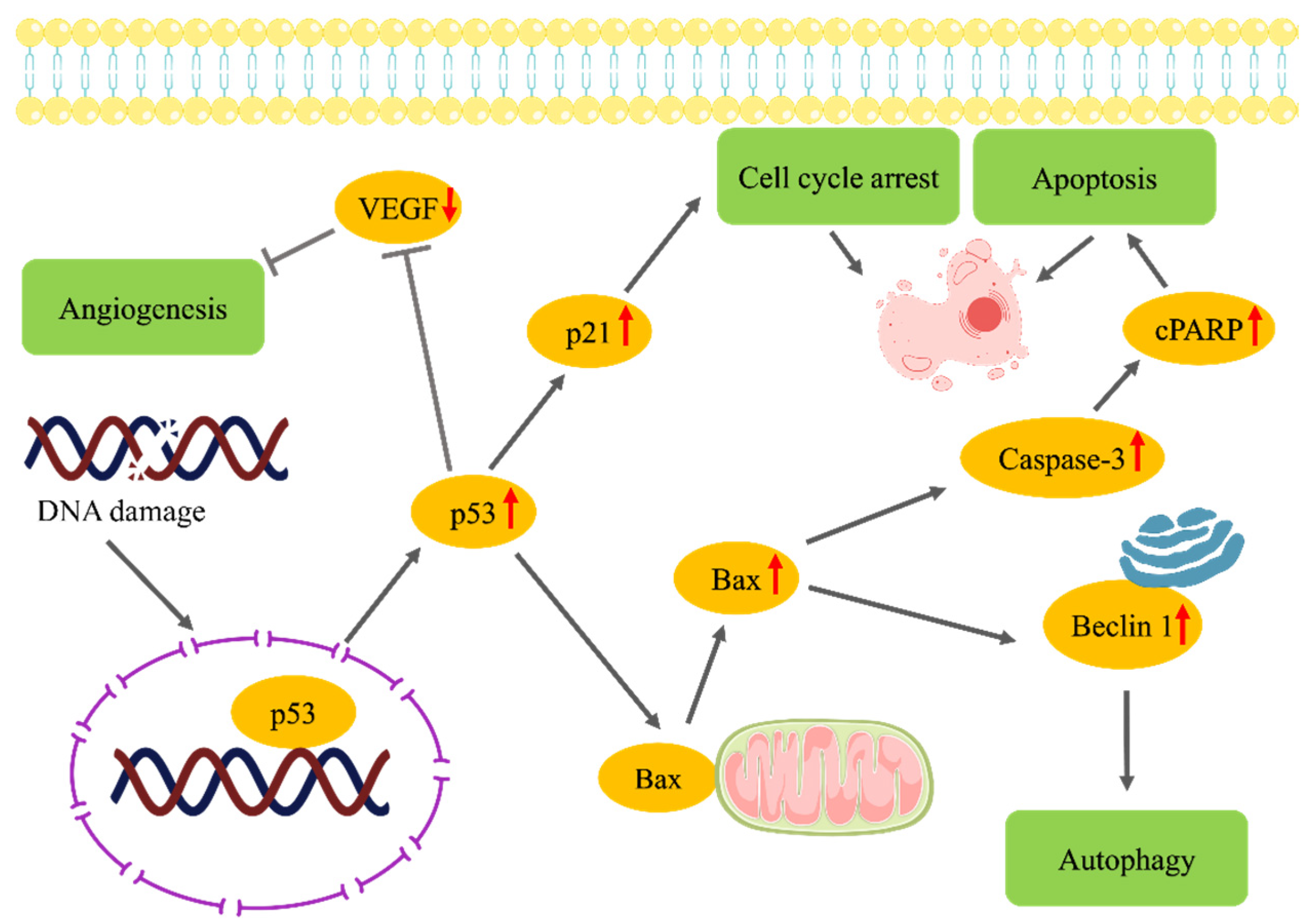 Pharmaceuticals 18 00254 g008
