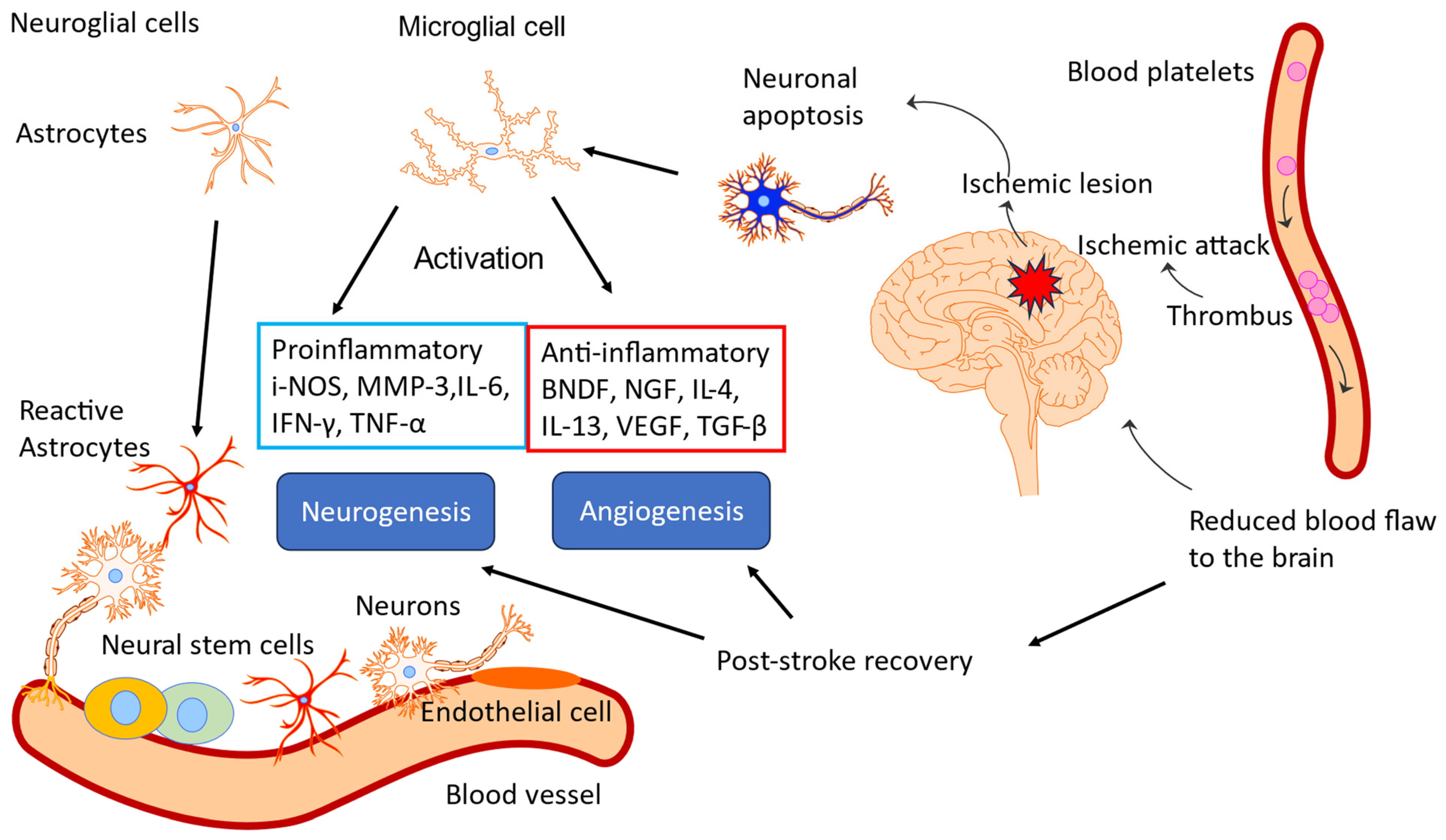Pharmaceuticals 18 00261 g015 Pharmaceuticals 18 00261 g015