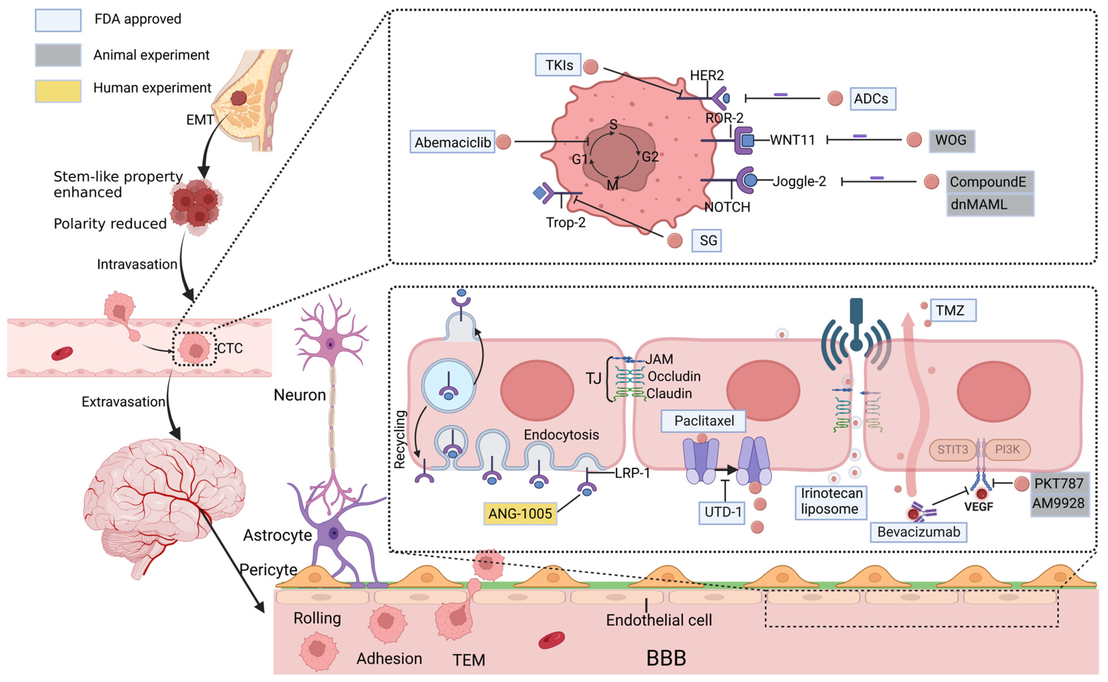 Drug Treatment Direction Based on the Molecular Mechanism of Breast Cancer  Brain Metastasis