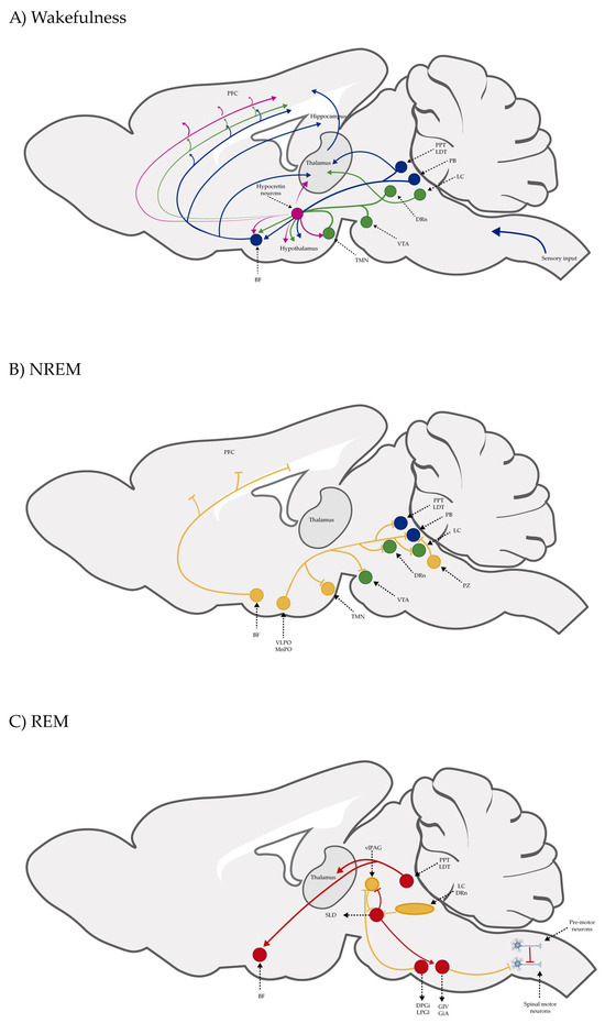 マッキー Full article: Intestinal absorption mechanism and