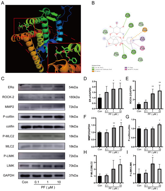 Paeoniflorin Attenuates Limb Ischemia by Promoting Angiogenesis Through  ERα/ROCK-2 Pathway