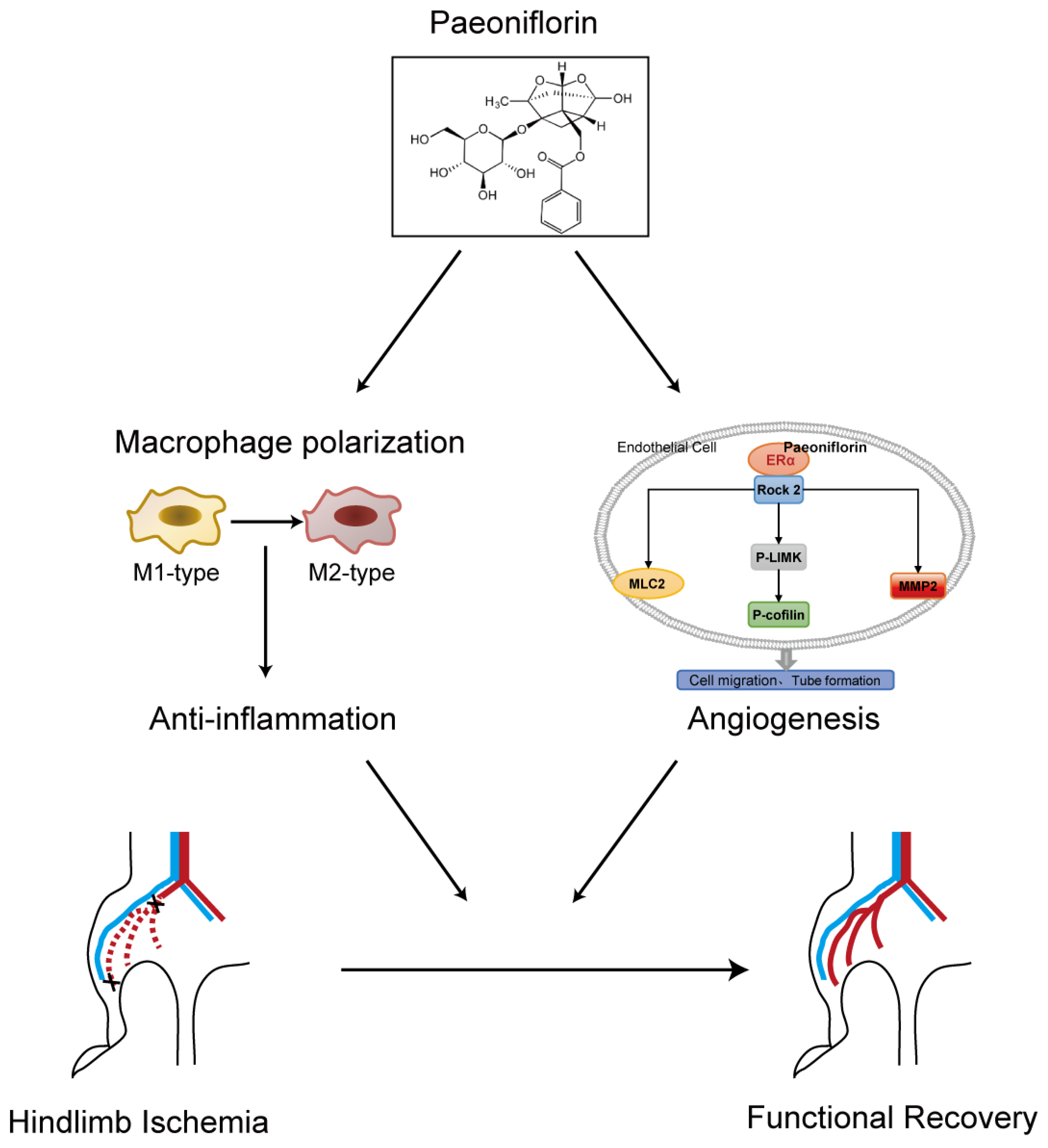 Pharmaceuticals 18 00272 g008 Pharmaceuticals 18 00272 g008