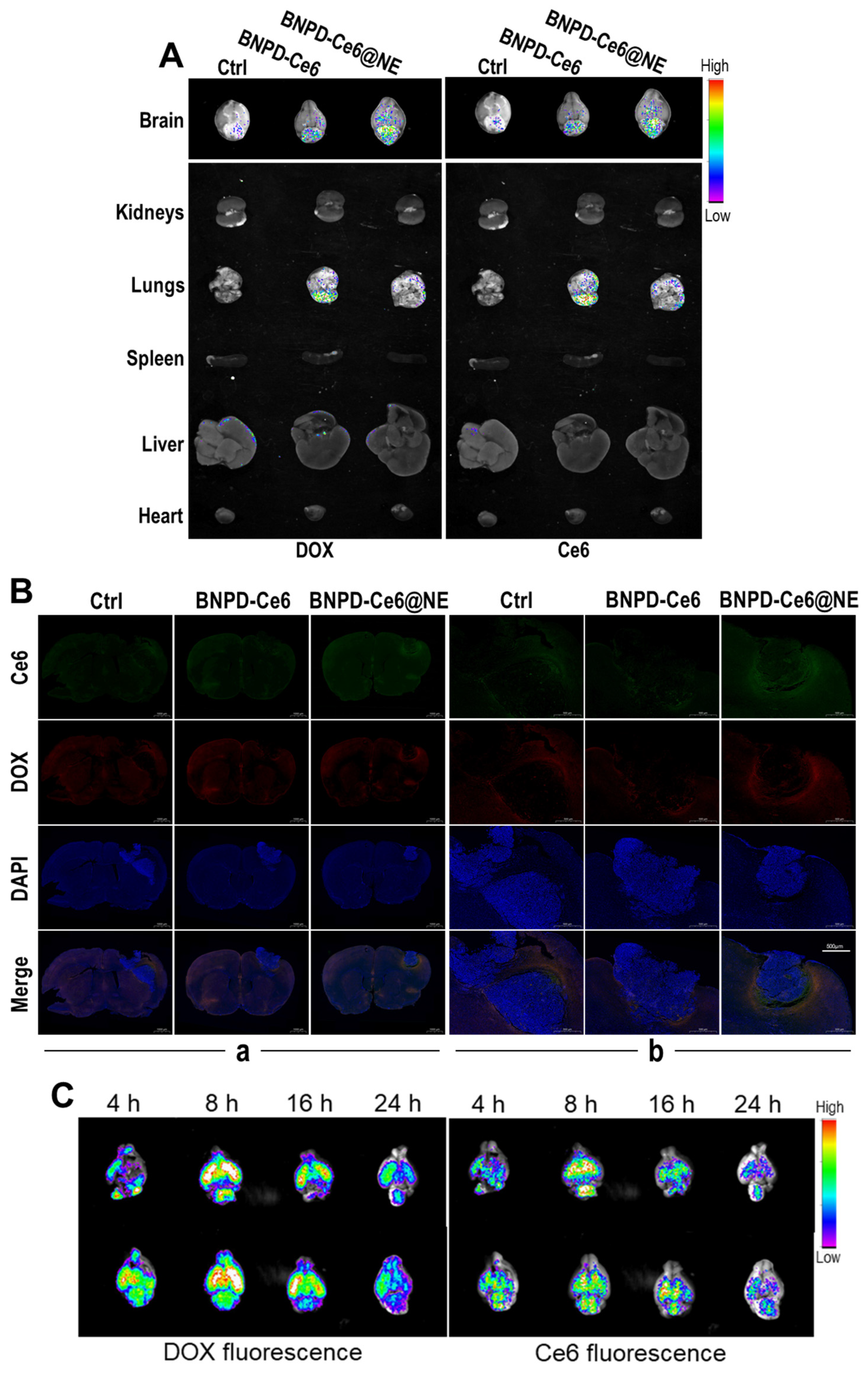 Pharmaceuticals 18 00276 g006