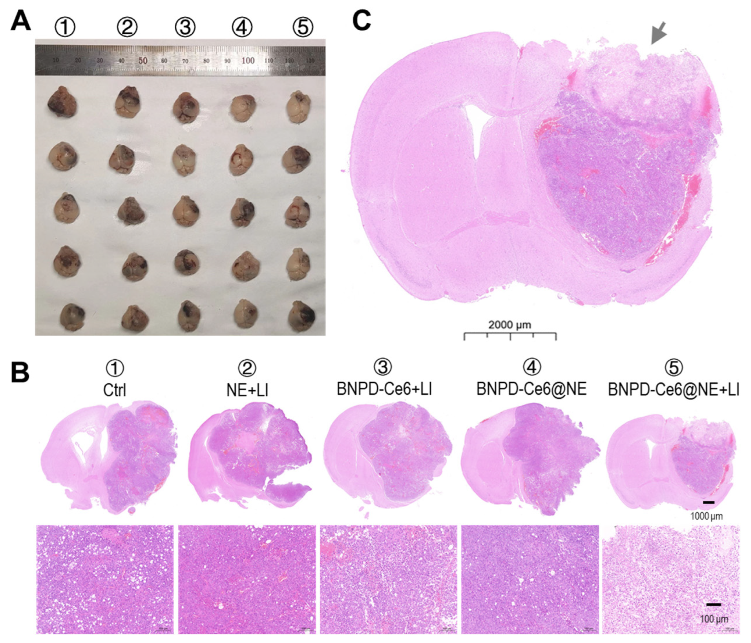 Pharmaceuticals 18 00276 g008