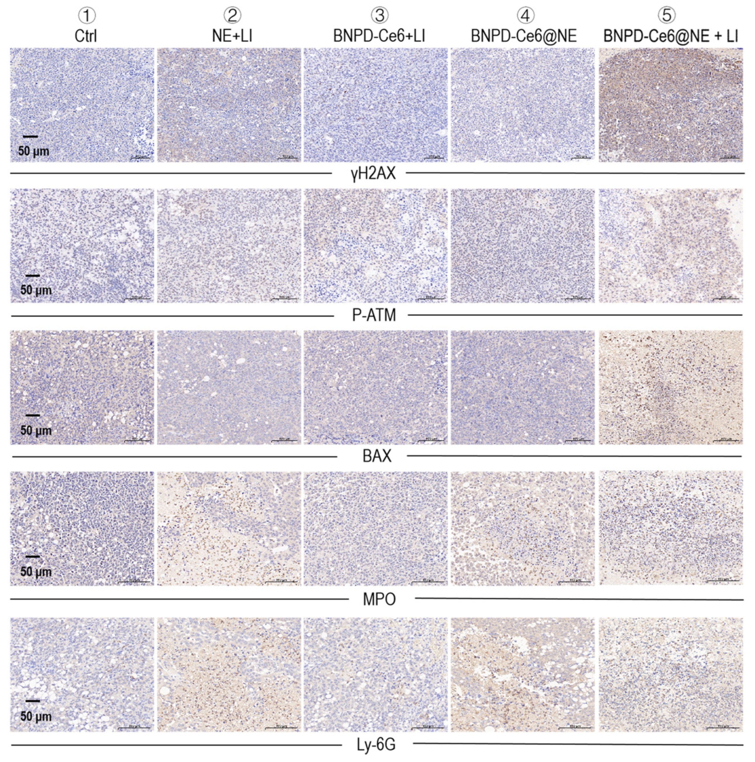 Pharmaceuticals 18 00276 g009