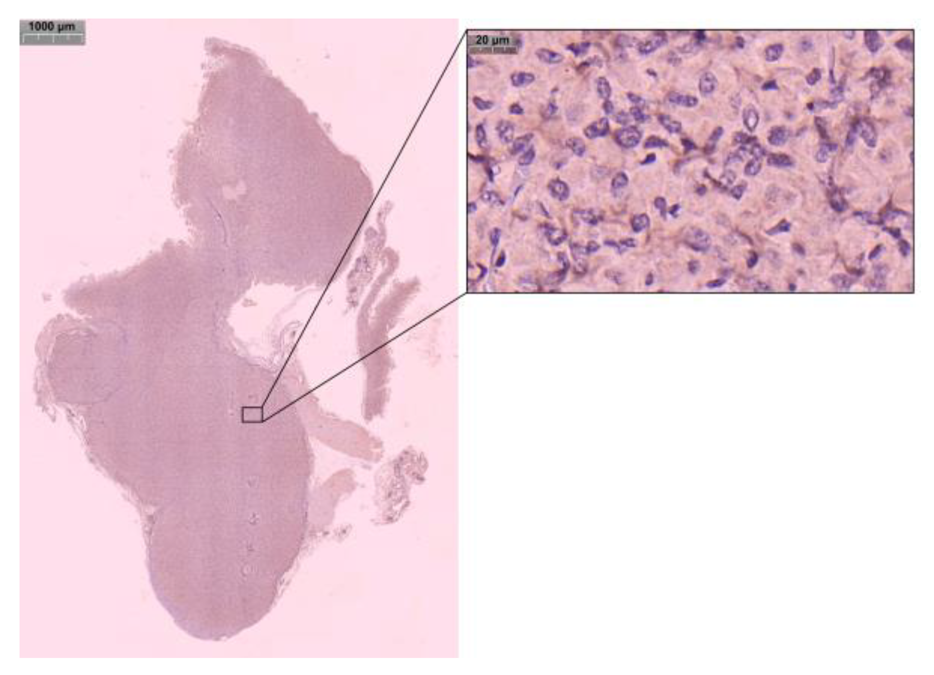 Pharmaceuticals 18 00277 g009