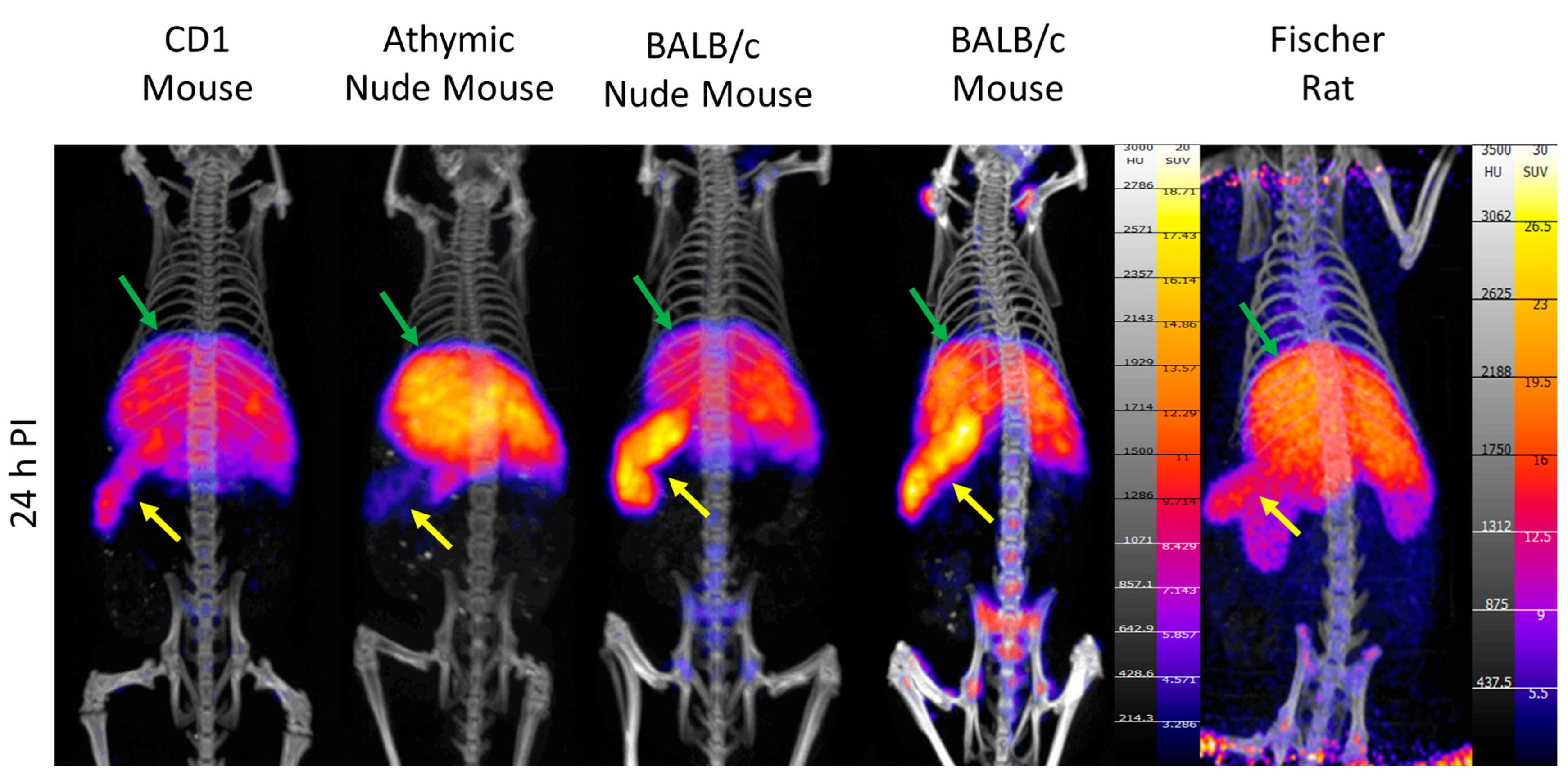 Pharmaceuticals 18 00295 g003