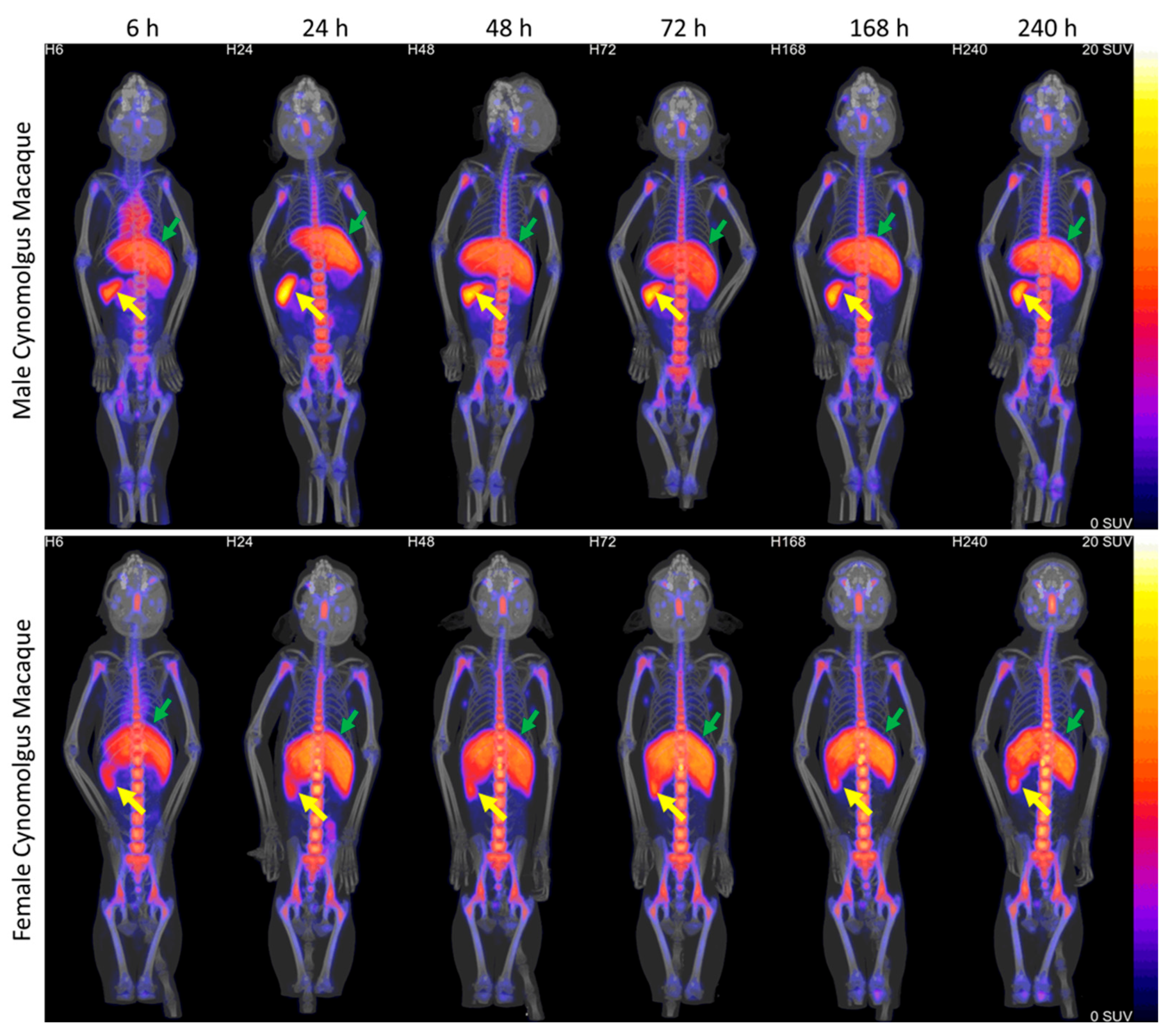 Pharmaceuticals 18 00295 g004