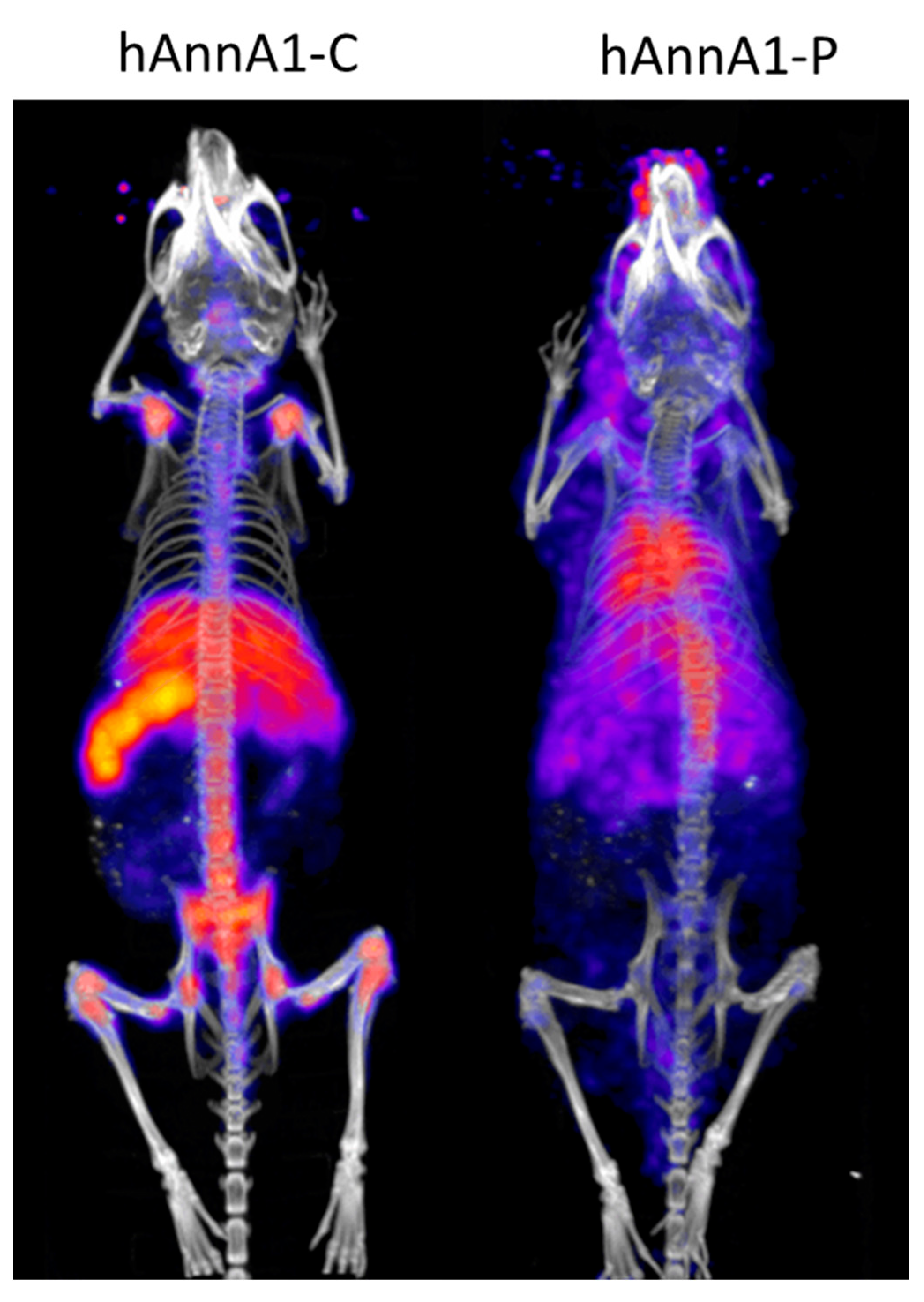 Pharmaceuticals 18 00295 g008