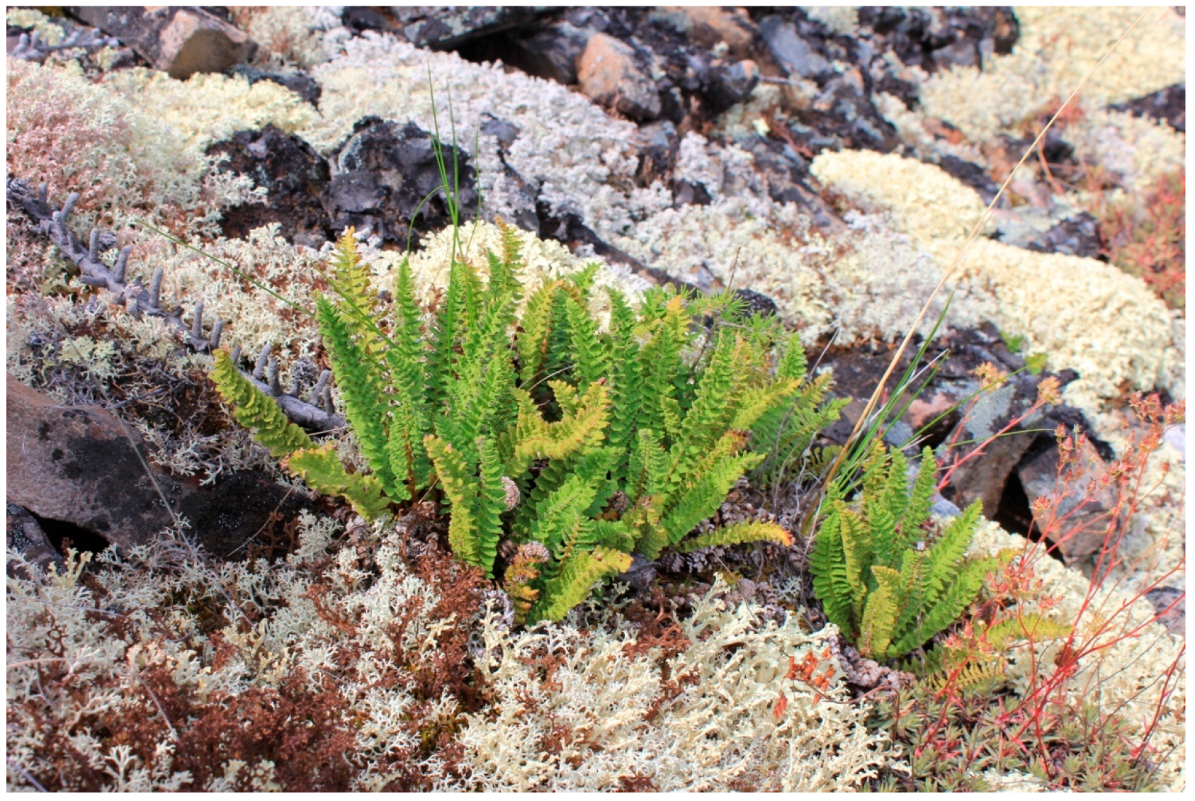 Pharmaceuticals 18 00299 g001