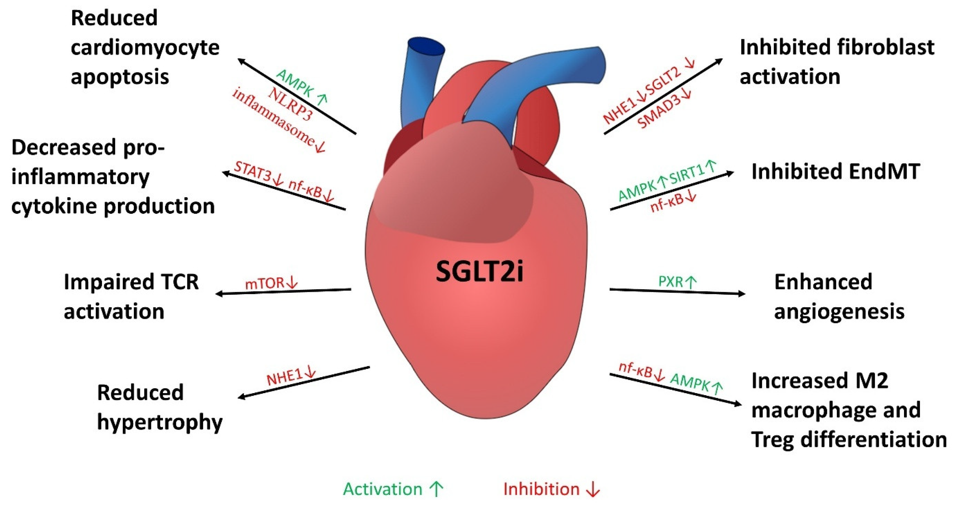Pharmaceuticals 18 00313 g001
